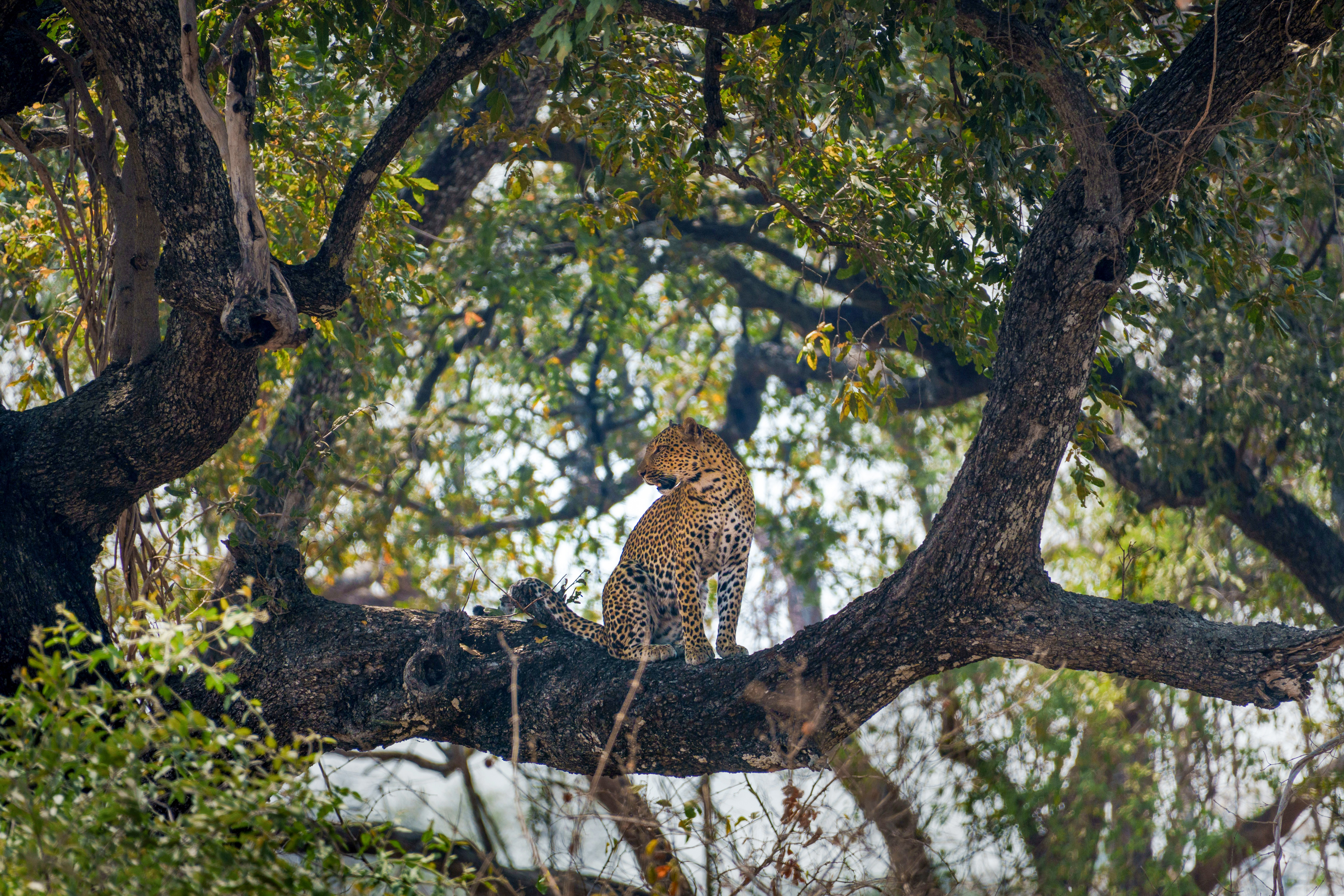 Leopard resting on a tree branch in South Luangwa National Park, Zambia