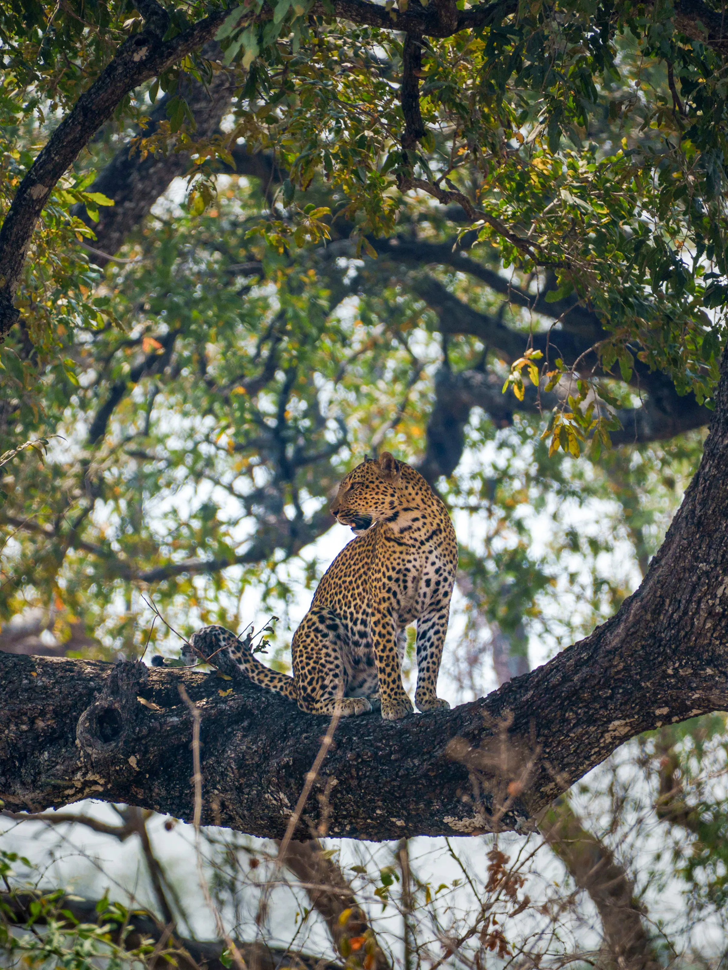 Leopard resting on a tree branch in South Luangwa National Park, Zambia