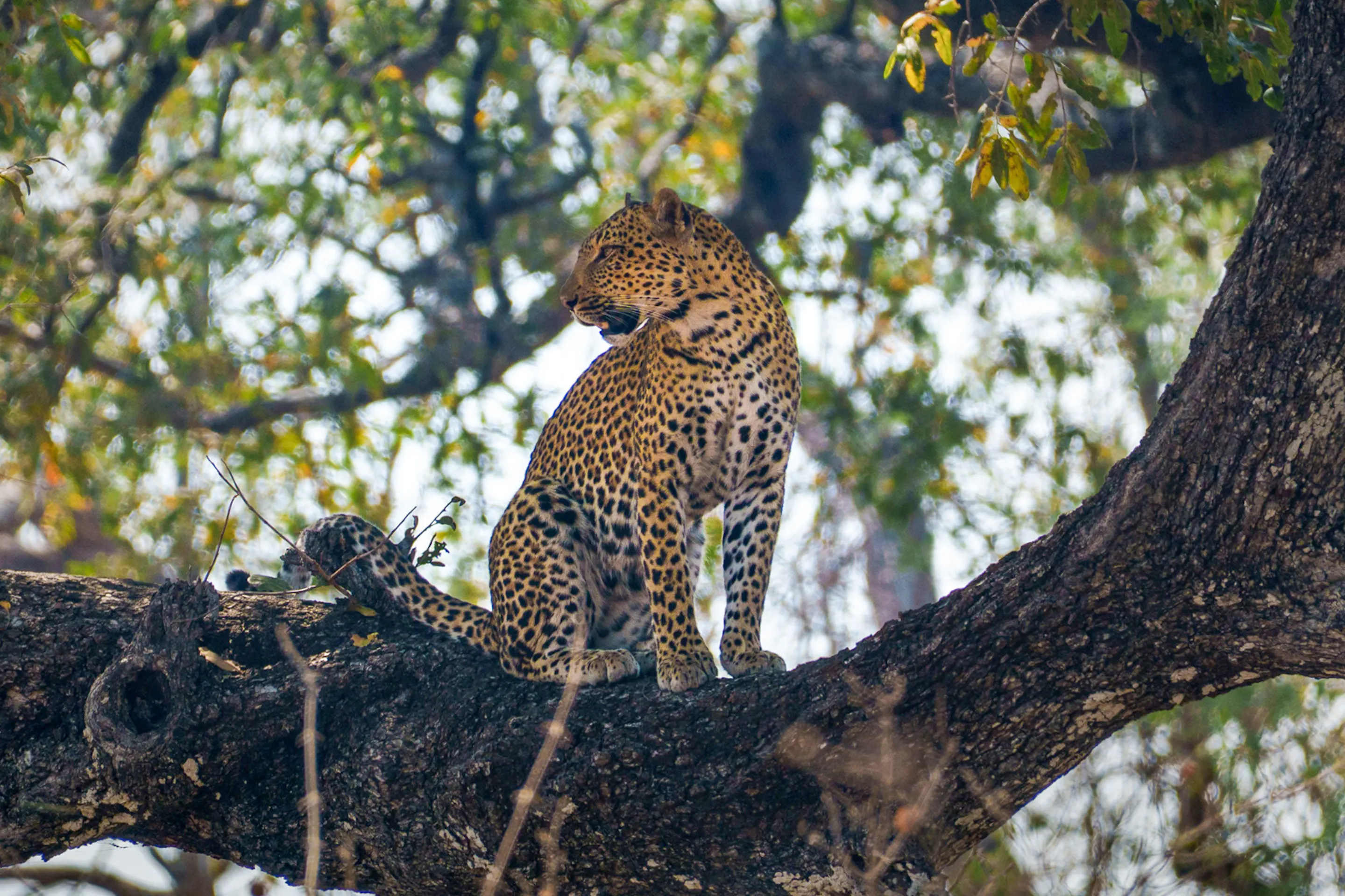 Leopard resting on a tree branch in South Luangwa National Park, Zambia