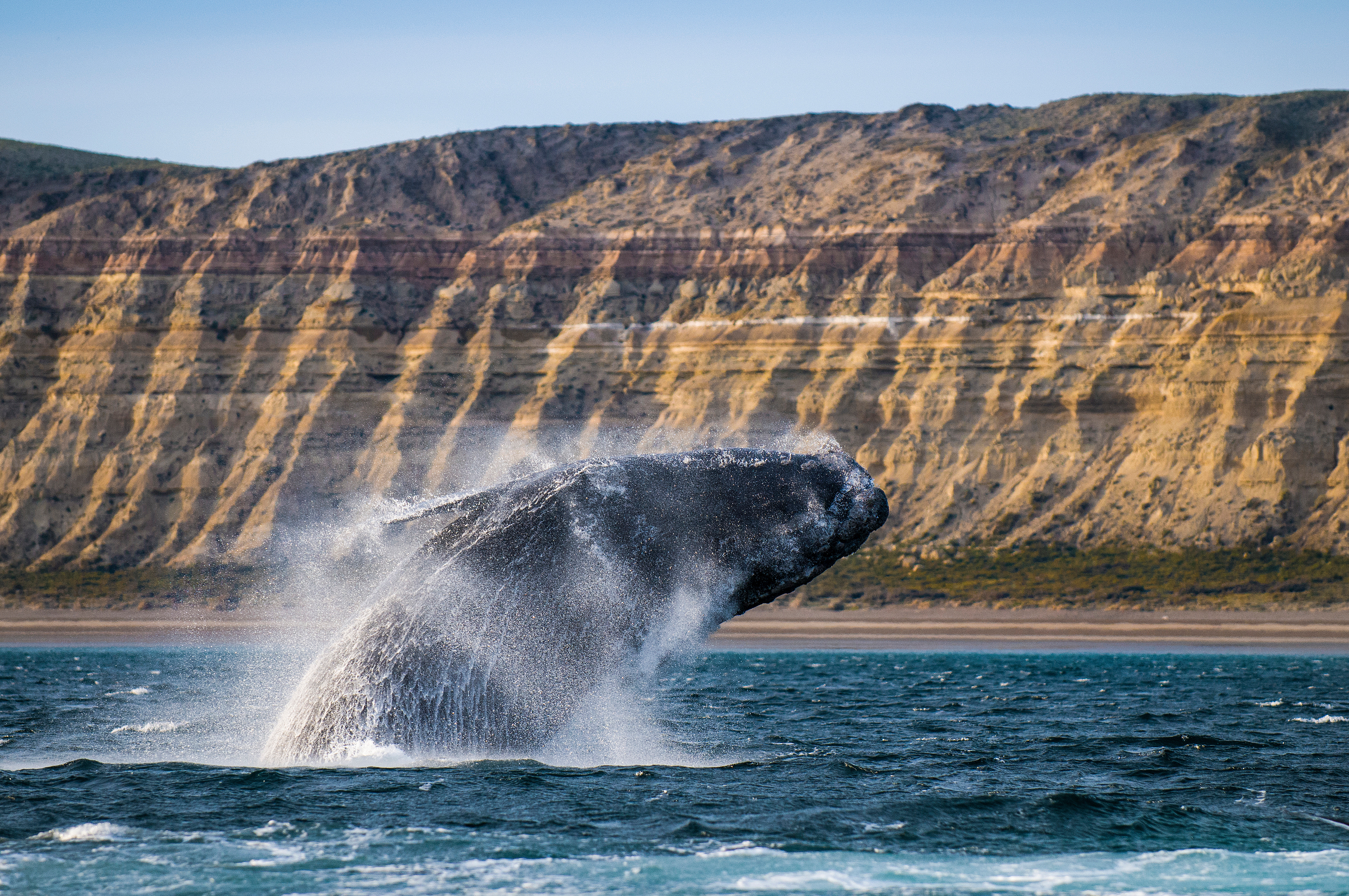 Southern right whale breaching before sandstone cliffs, Peninsula Valdés Argentina