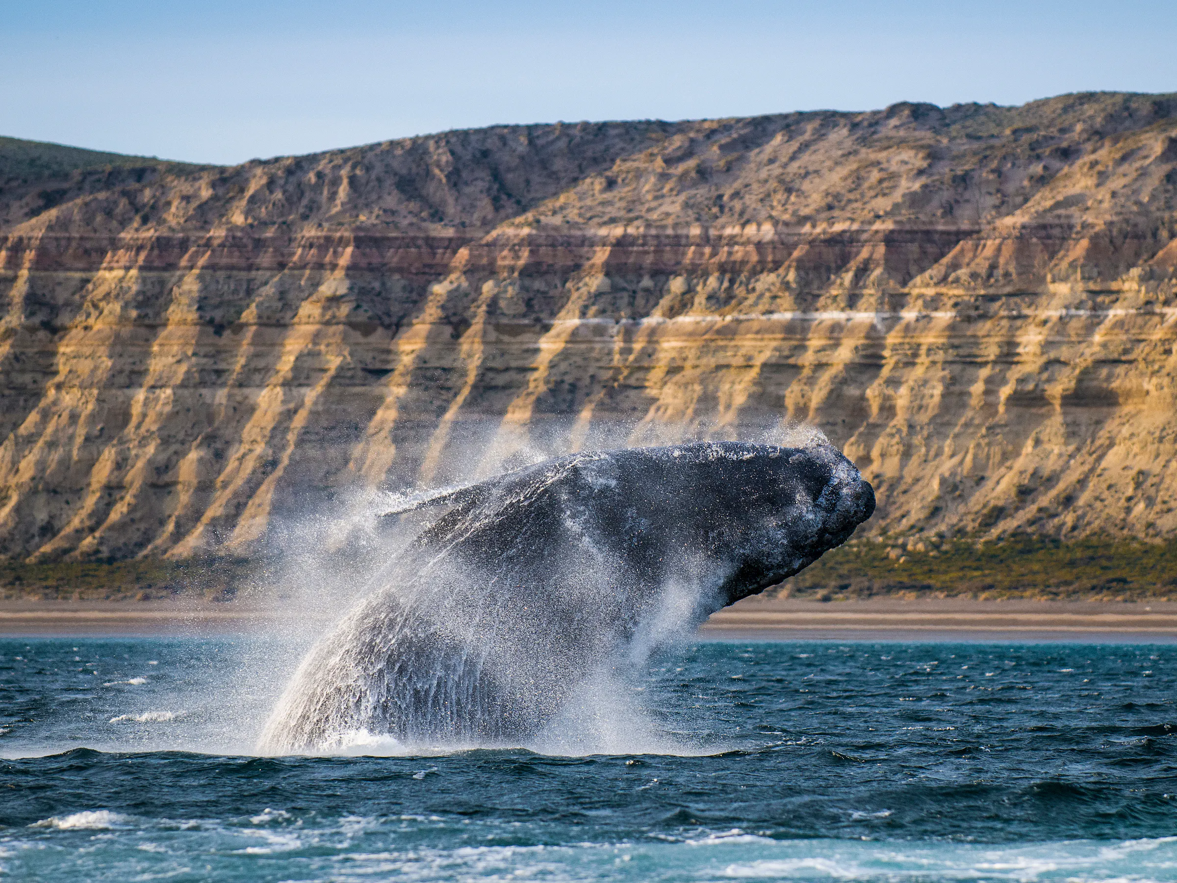 Southern right whale breaching before sandstone cliffs, Peninsula Valdés Argentina