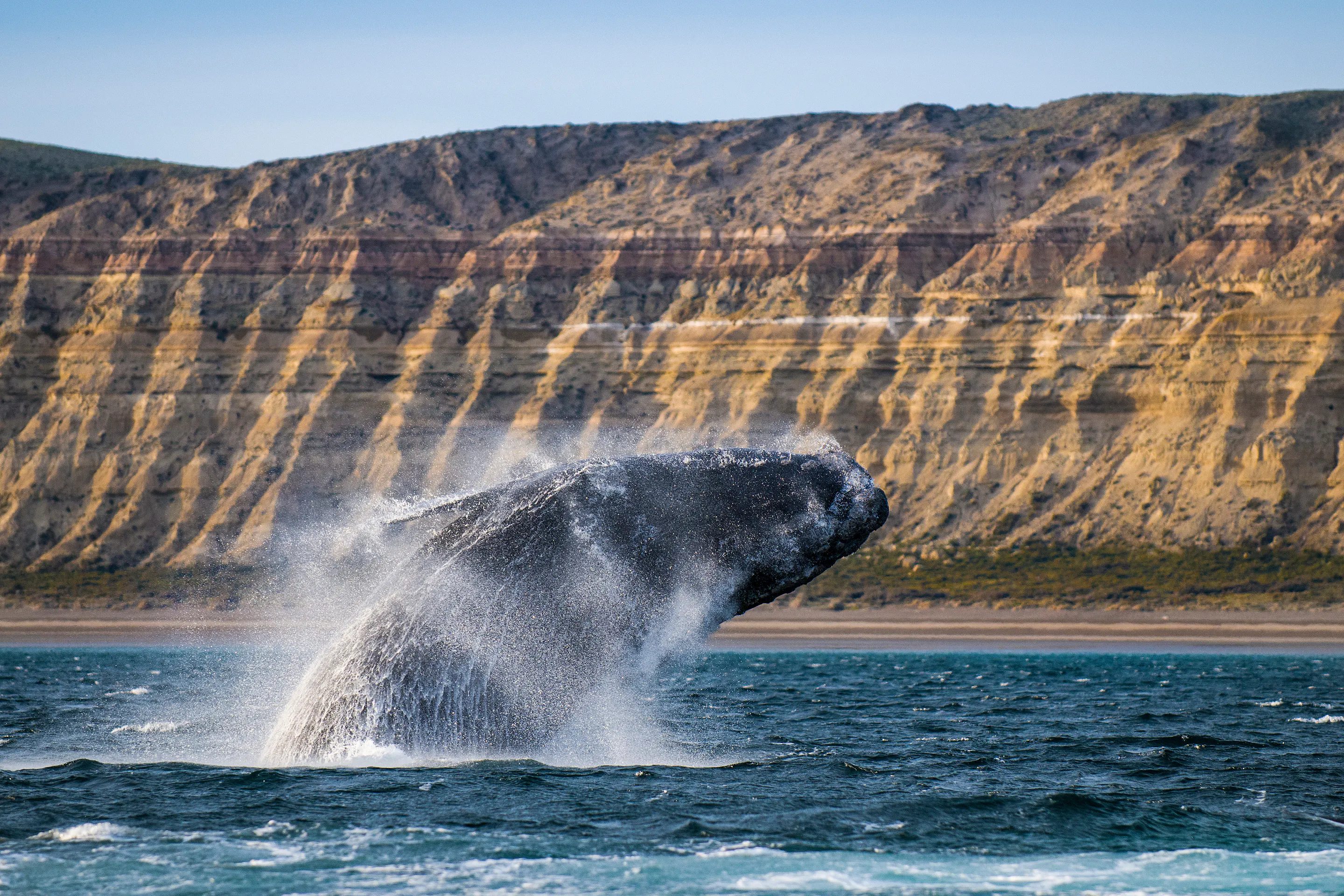 Southern right whale breaching before sandstone cliffs, Peninsula Valdés Argentina