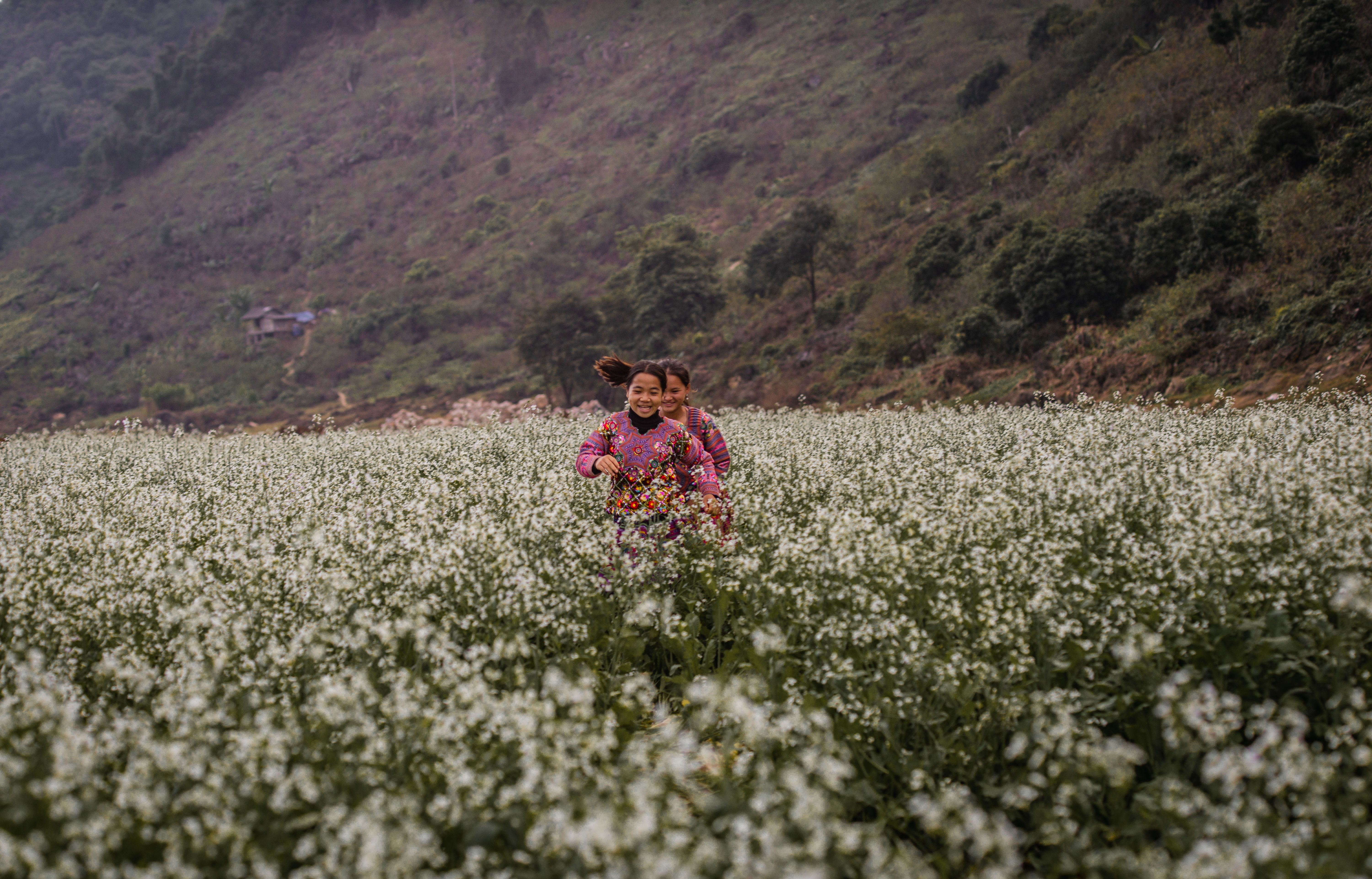Hmong girls running through white buckwheat flowers, Ha Giang Vietnam