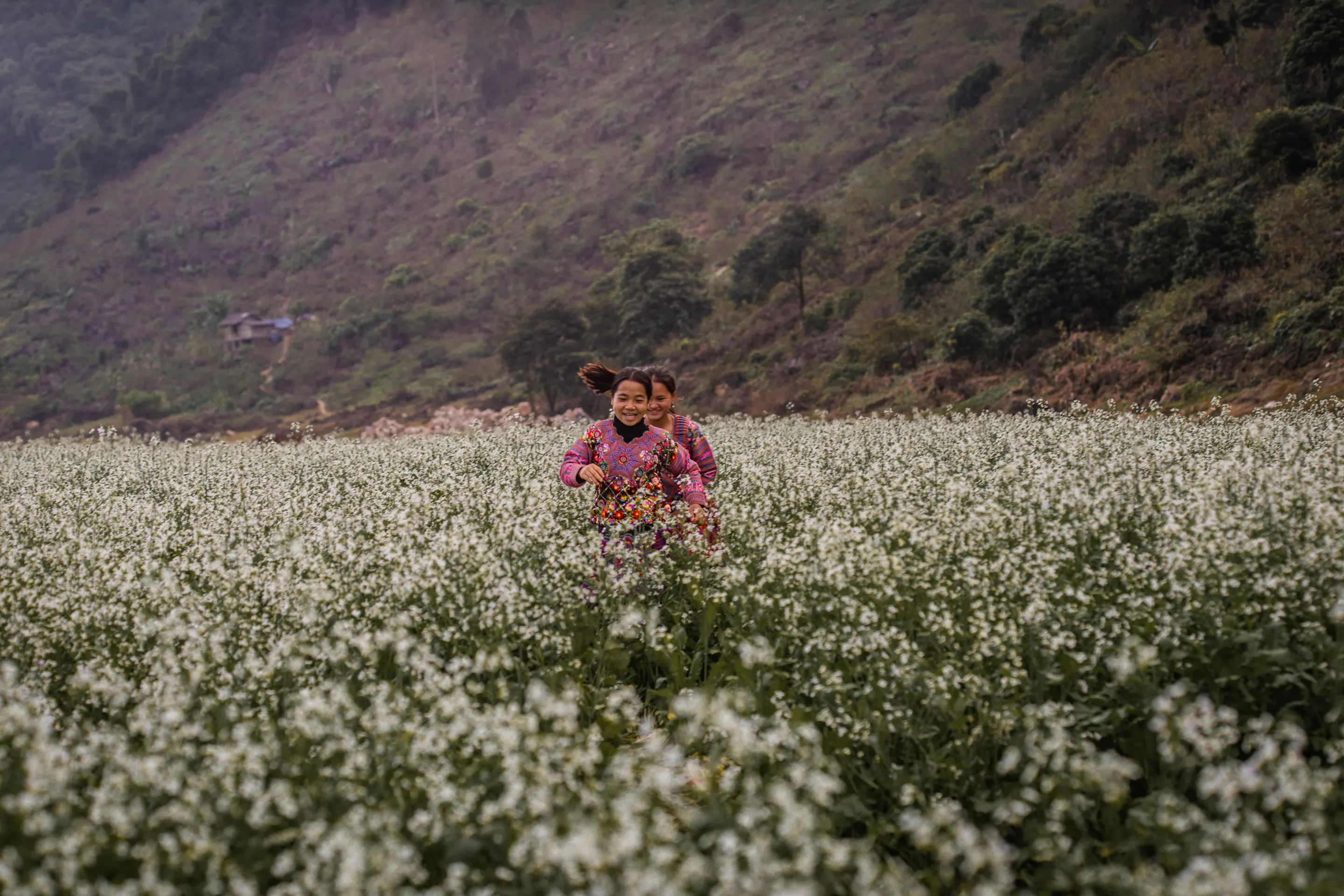Hmong girls running through white buckwheat flowers, Ha Giang Vietnam