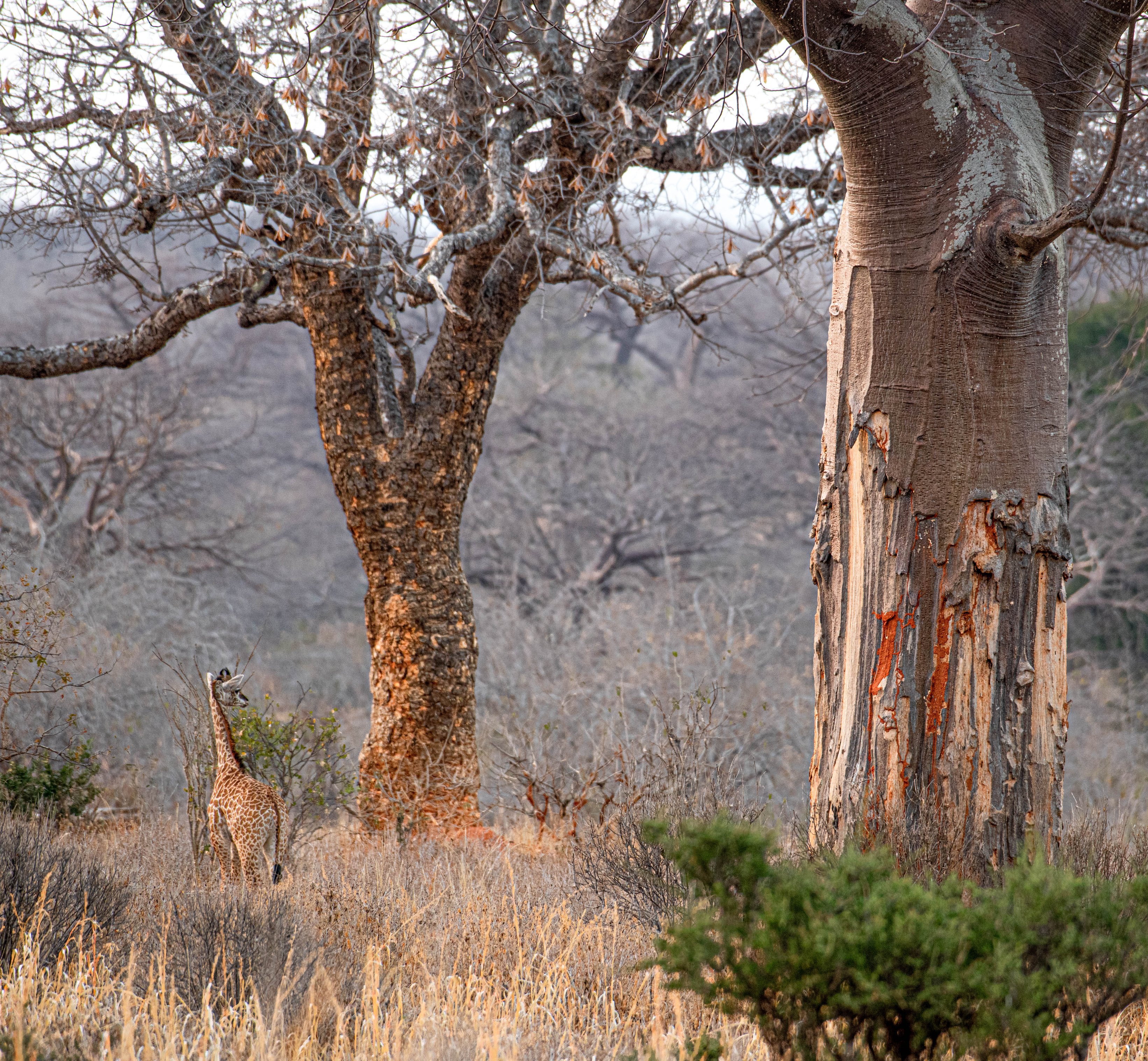 Masai giraffe browsing beside ancient baobab trees, Tanzania
