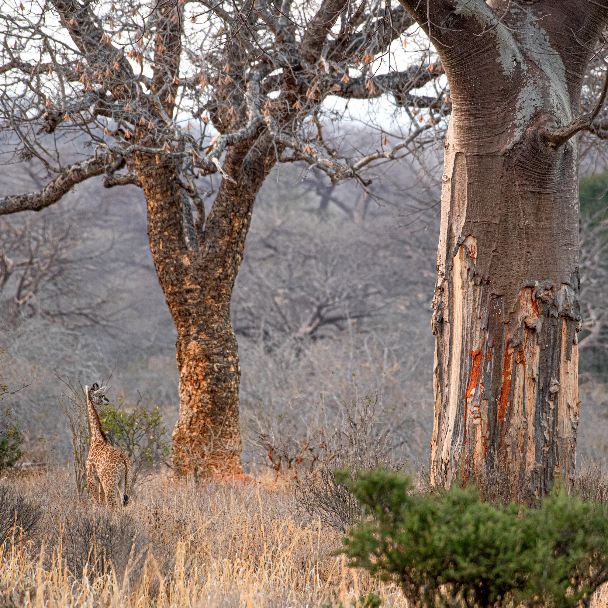 Masai giraffe browsing beside ancient baobab trees, Tanzania