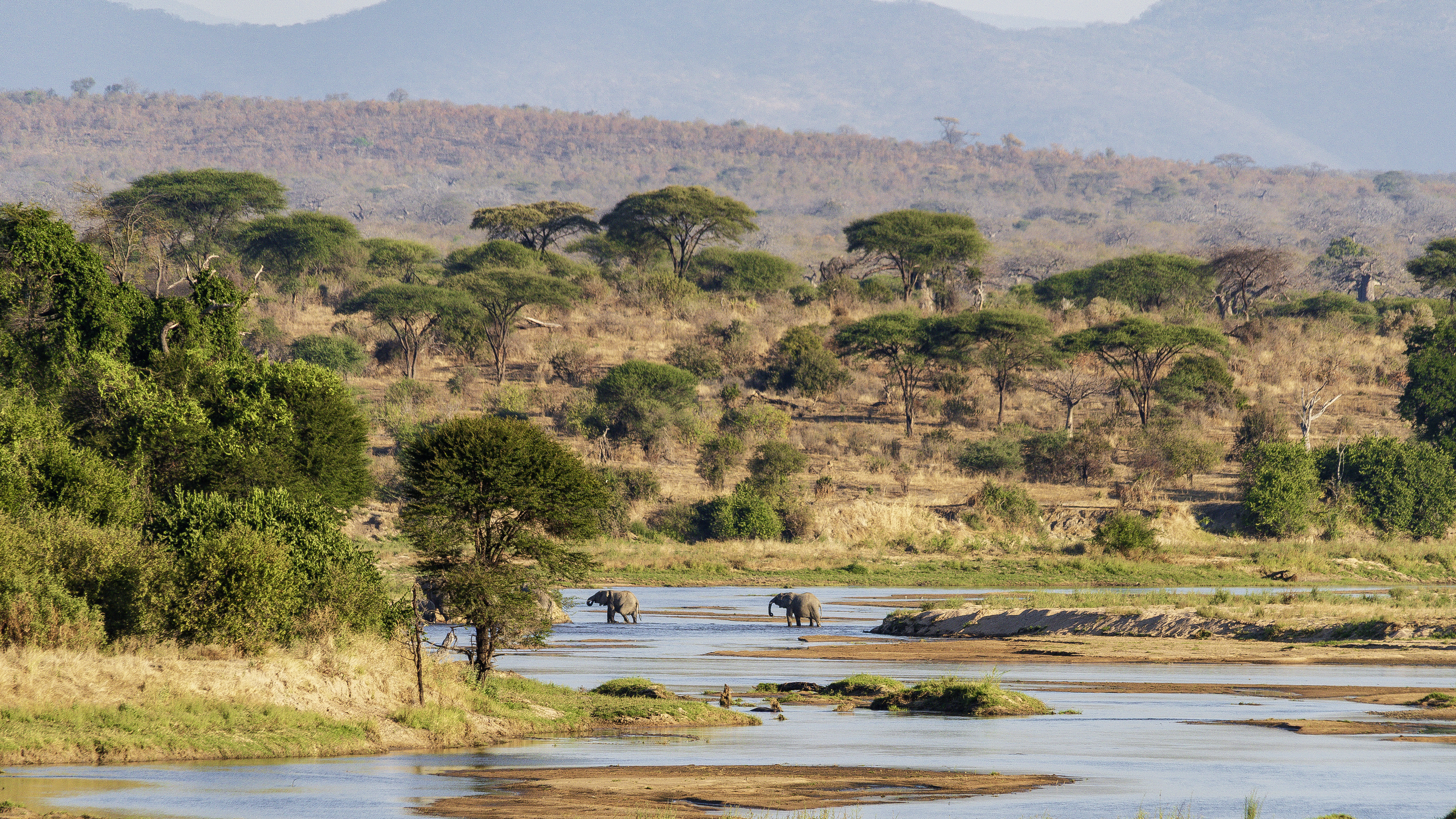 Elephants crossing shallow river through Ruaha acacia woodland, Tanzania