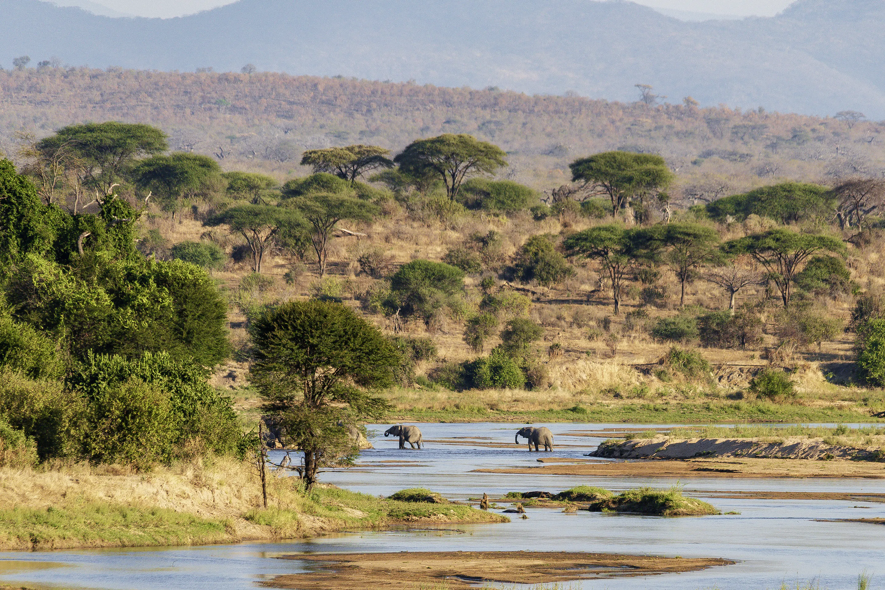 Elephants crossing shallow river through Ruaha acacia woodland, Tanzania