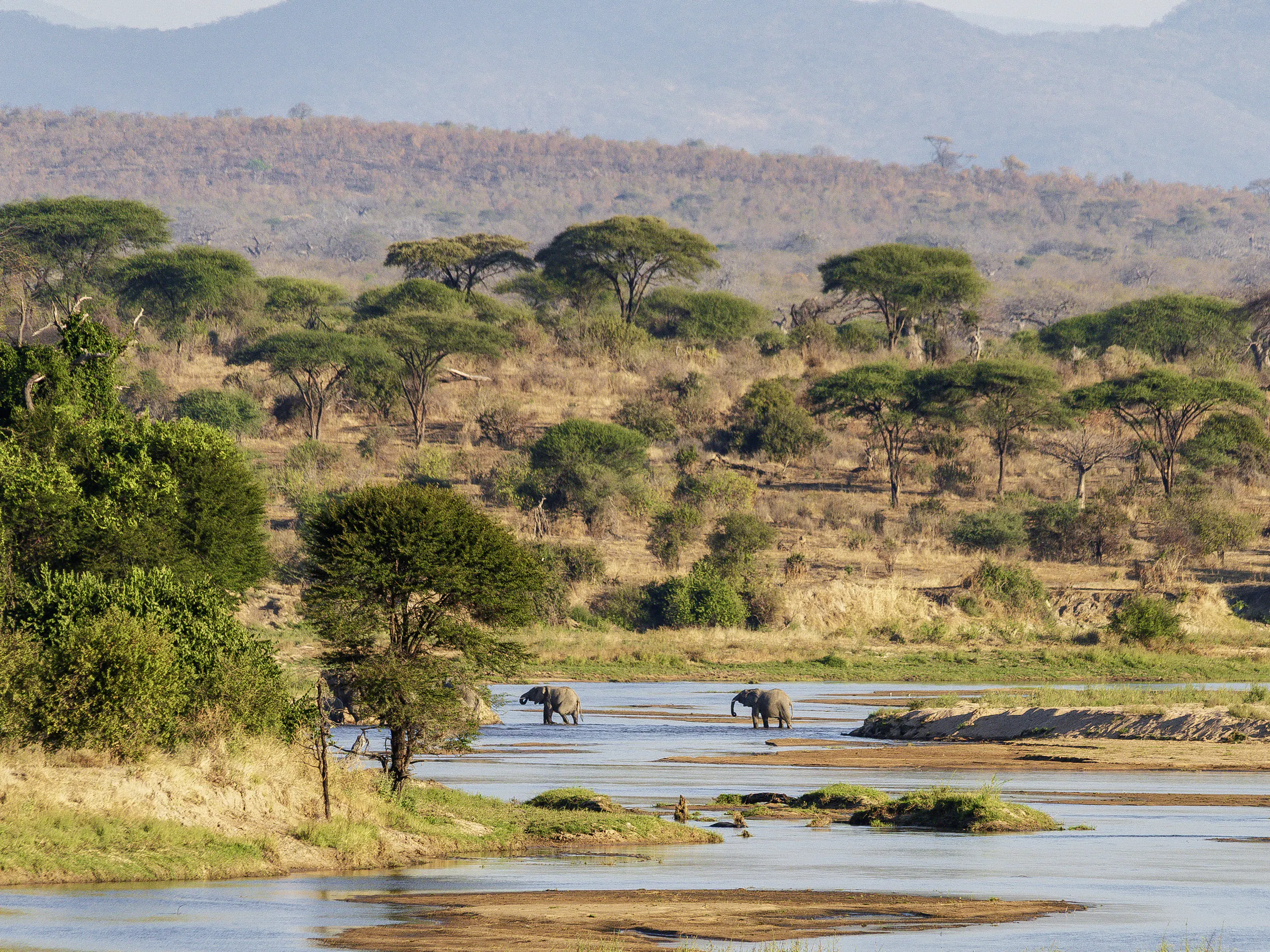 Elephants crossing shallow river through Ruaha acacia woodland, Tanzania