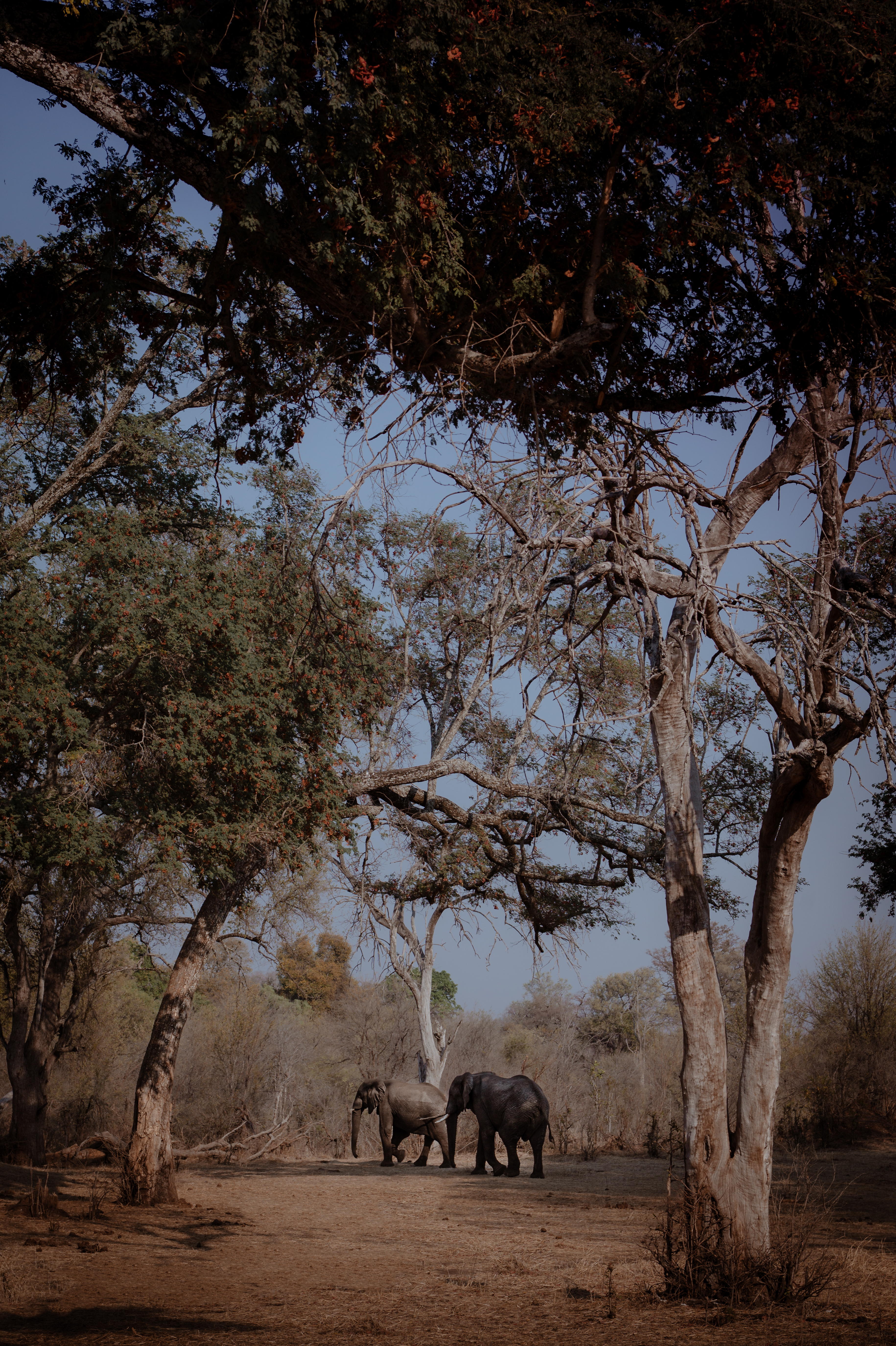 Two elephants walking through dry woodland, Zimbabwe
