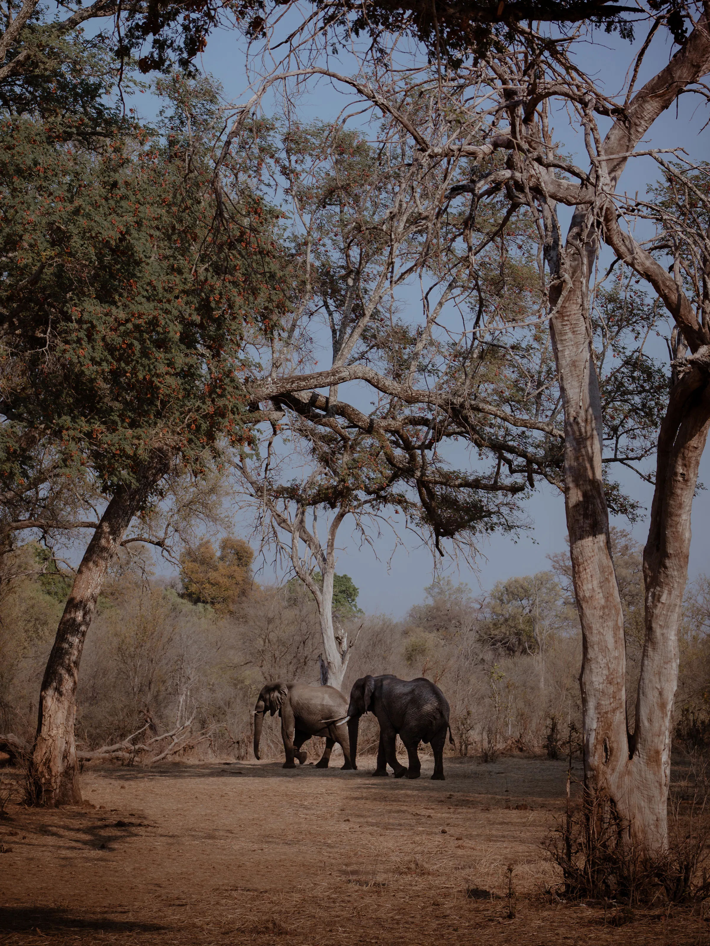 Two elephants walking through dry woodland, Zimbabwe