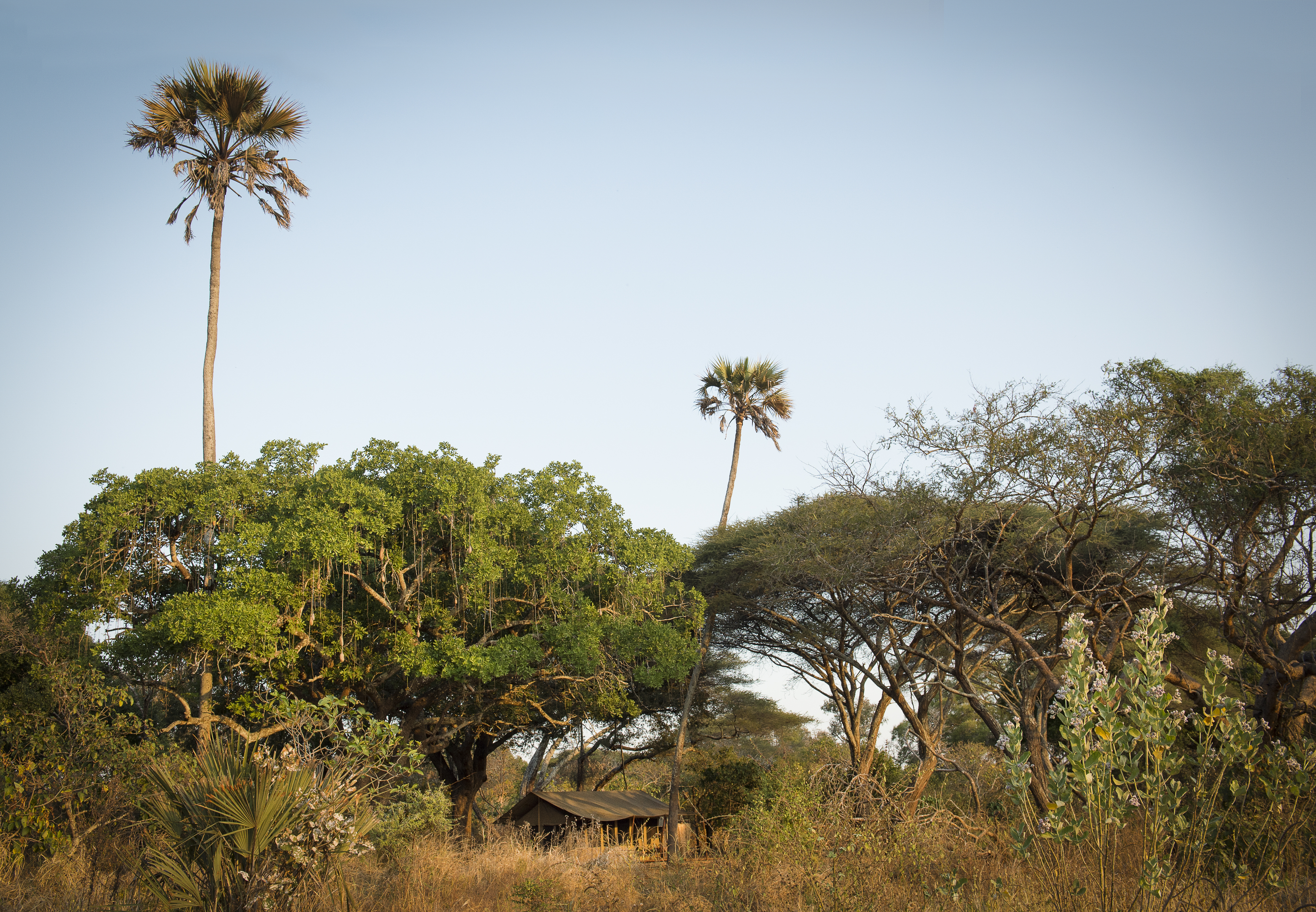 Chada Katavi safari tent nestled among palm trees and acacia woodland, Tanzania