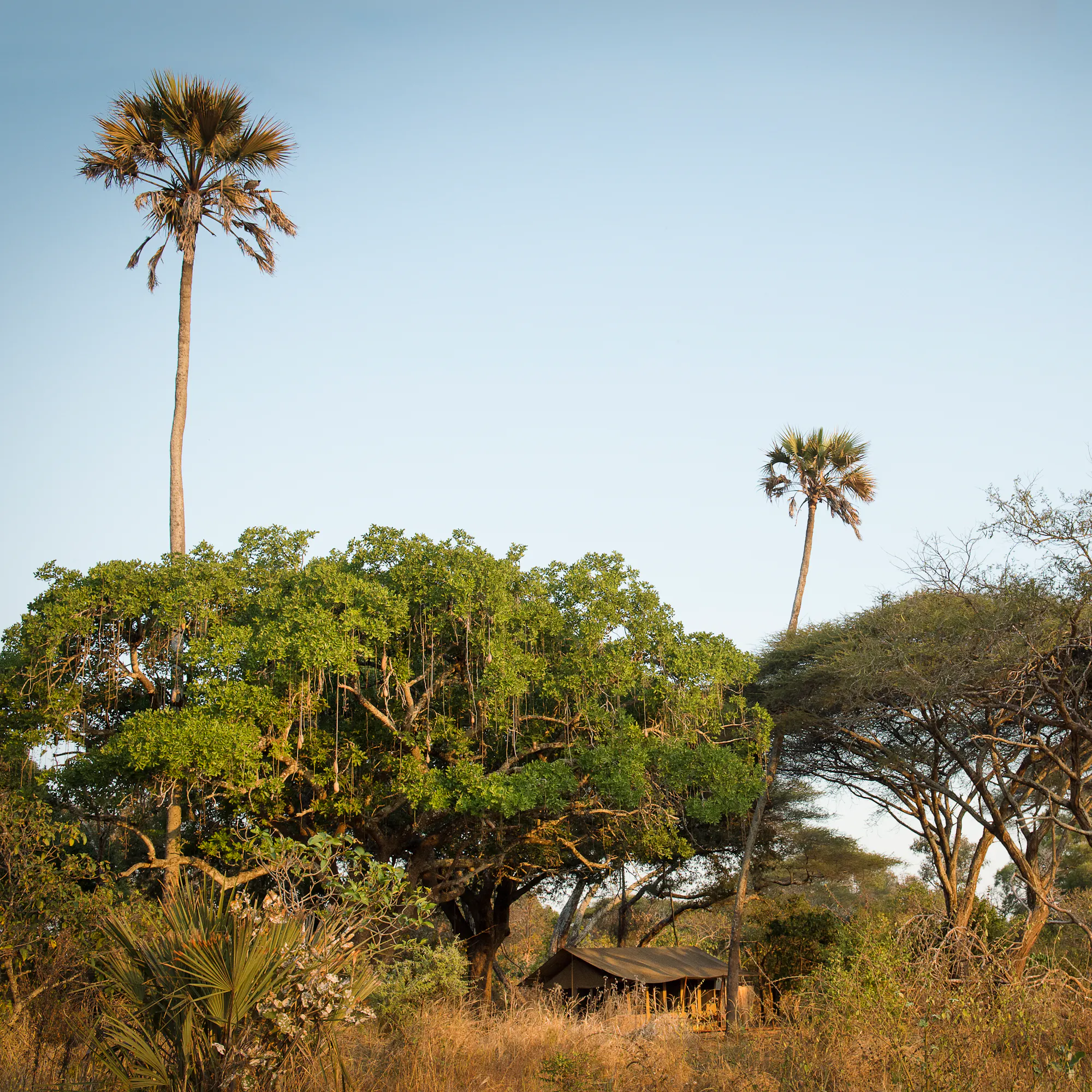 Chada Katavi safari tent nestled among palm trees and acacia woodland, Tanzania