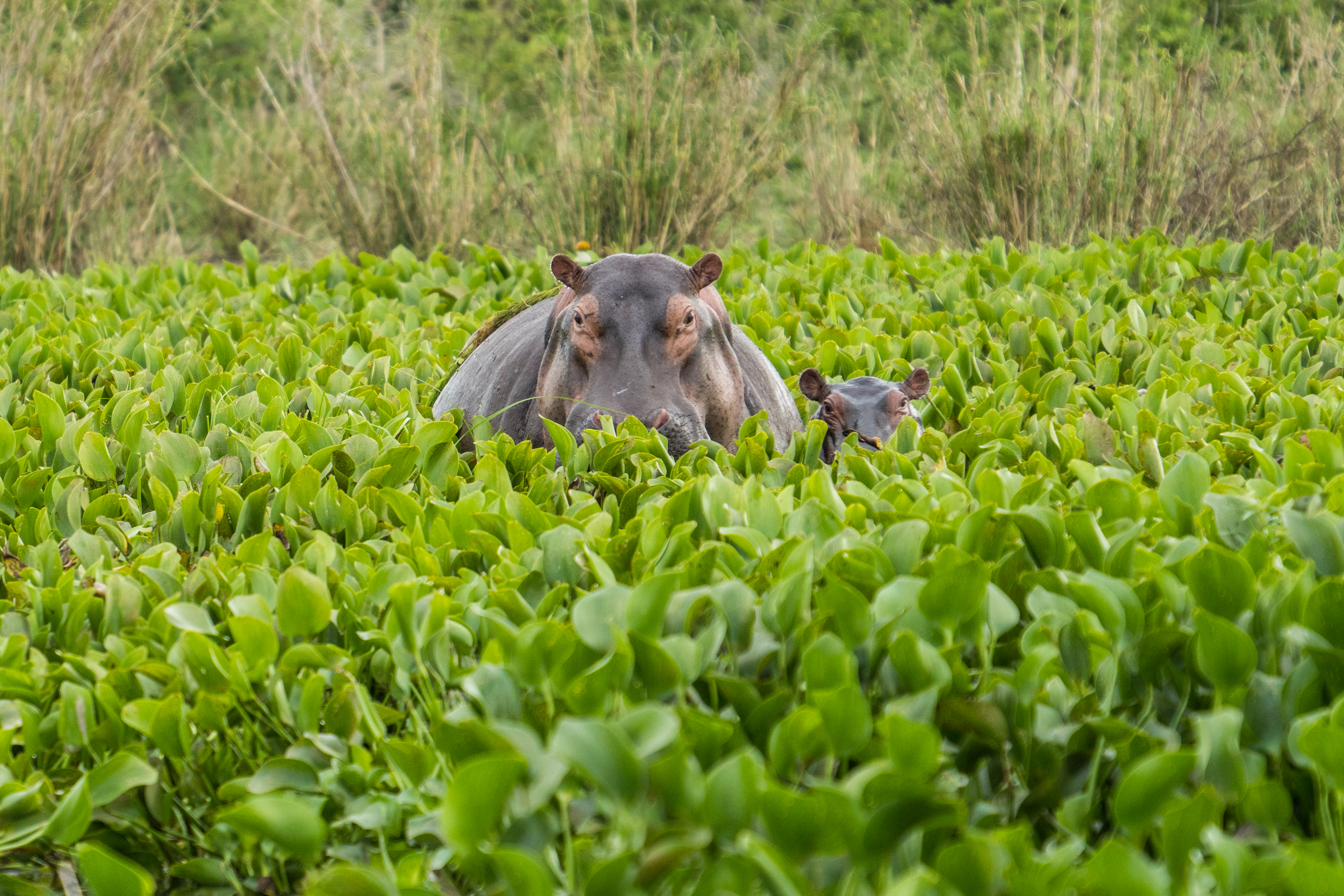 Mother hippo and baby in water hyacinth, Uganda safari