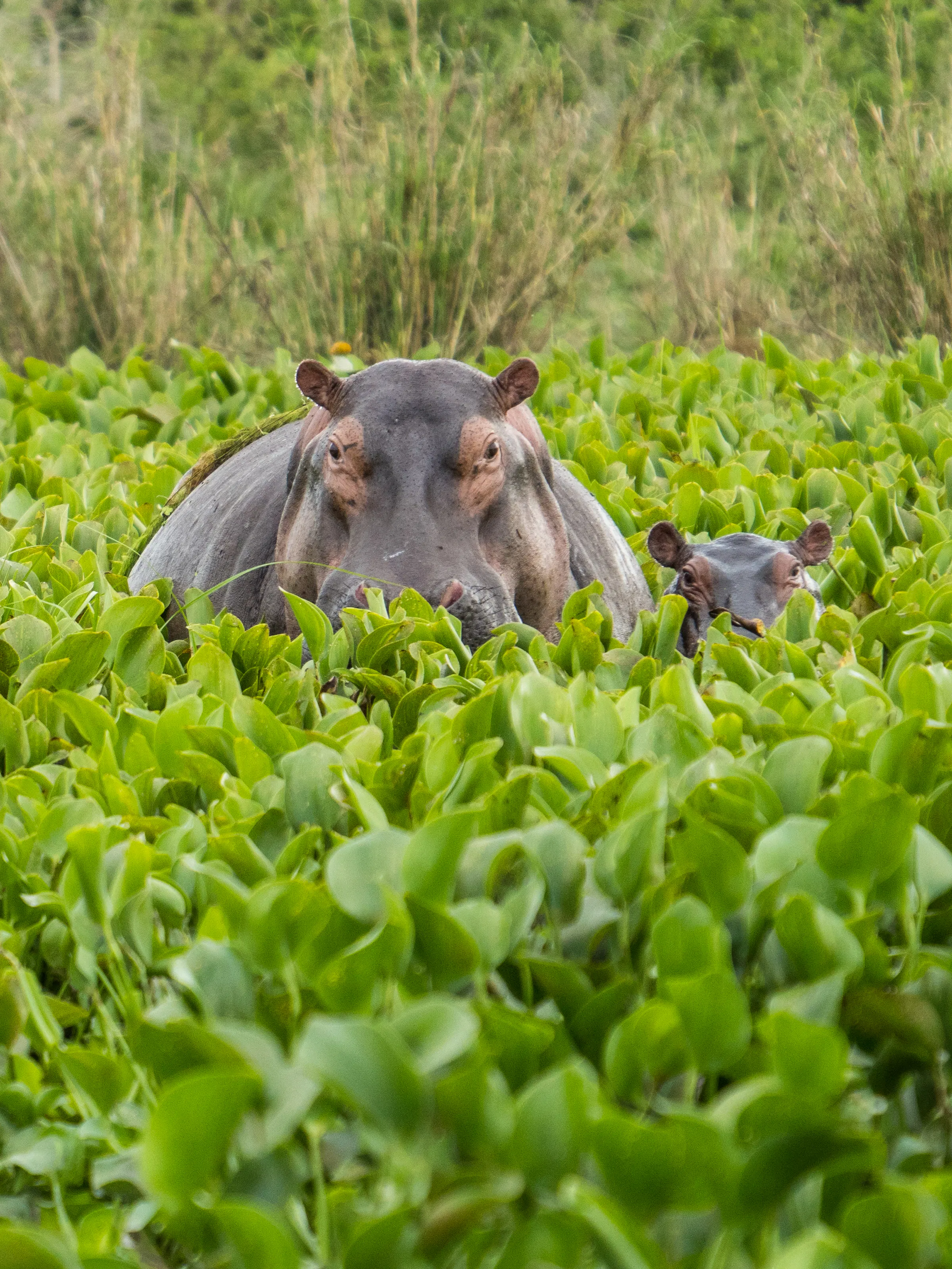 Mother hippo and baby in water hyacinth, Uganda safari
