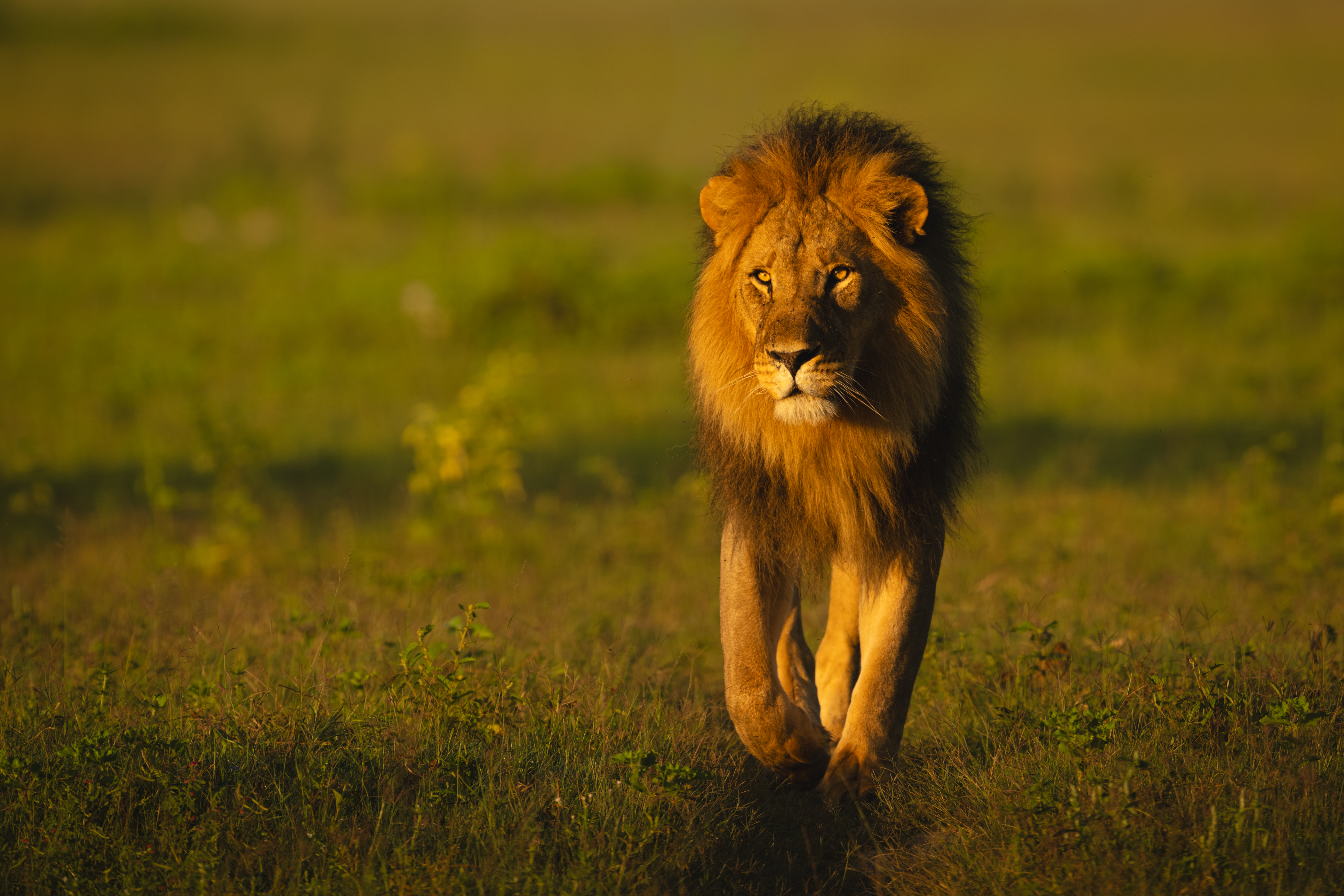 Male lion walking through grassland at sunset in Hwange National Park, Zimbabwe