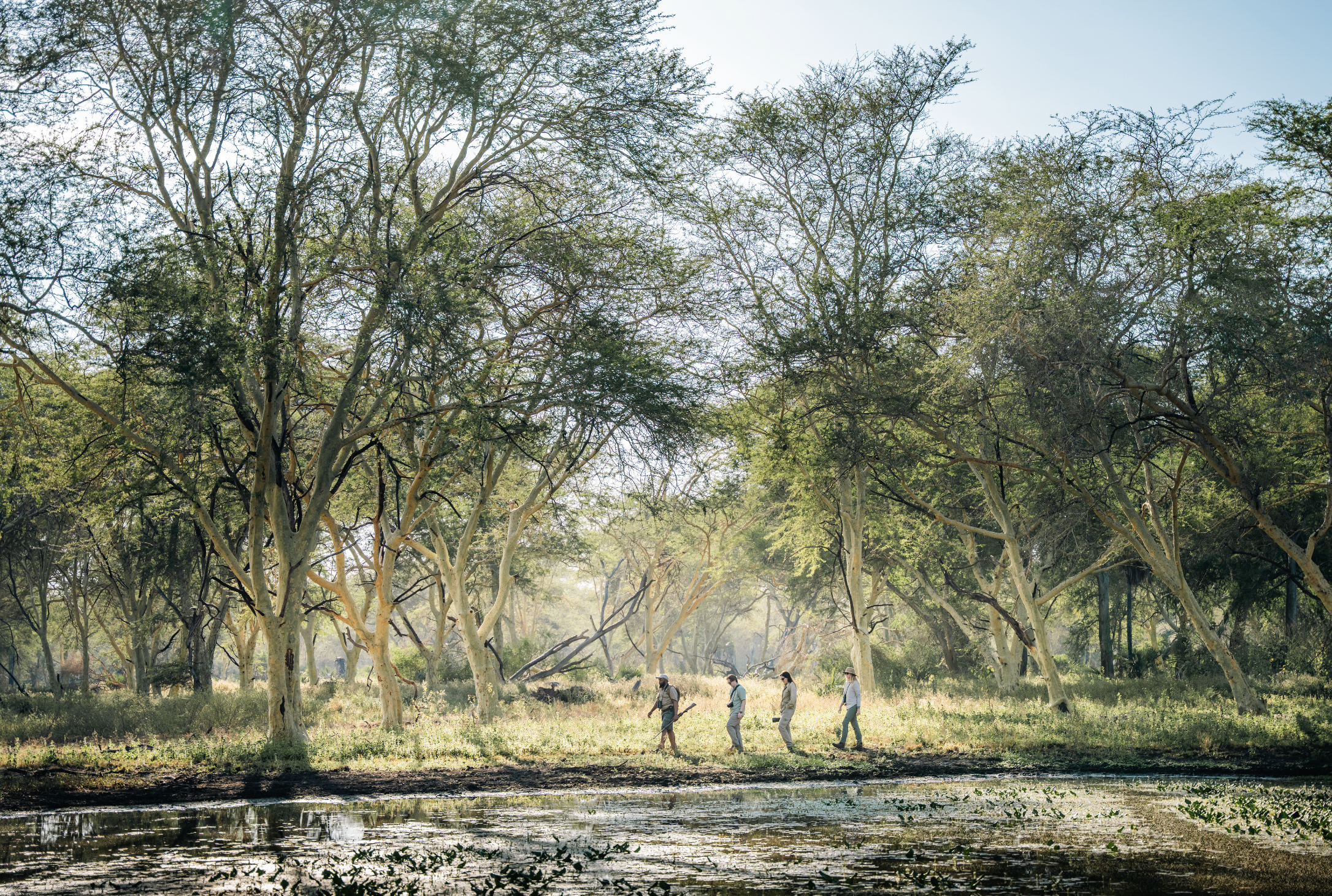 Guided walking safari group beside lagoon mopane woodland Mozambique