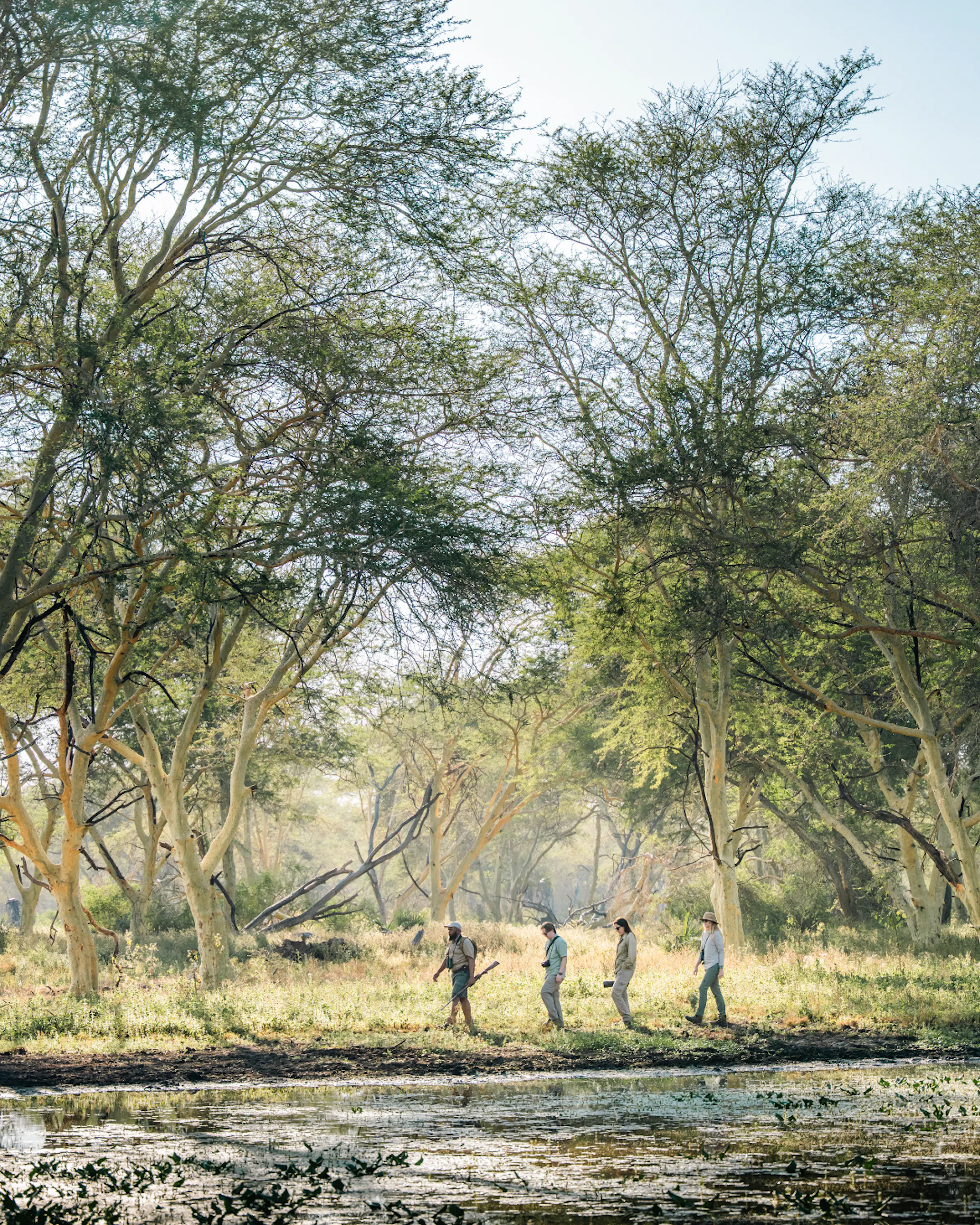 Guided walking safari group beside lagoon mopane woodland Mozambique
