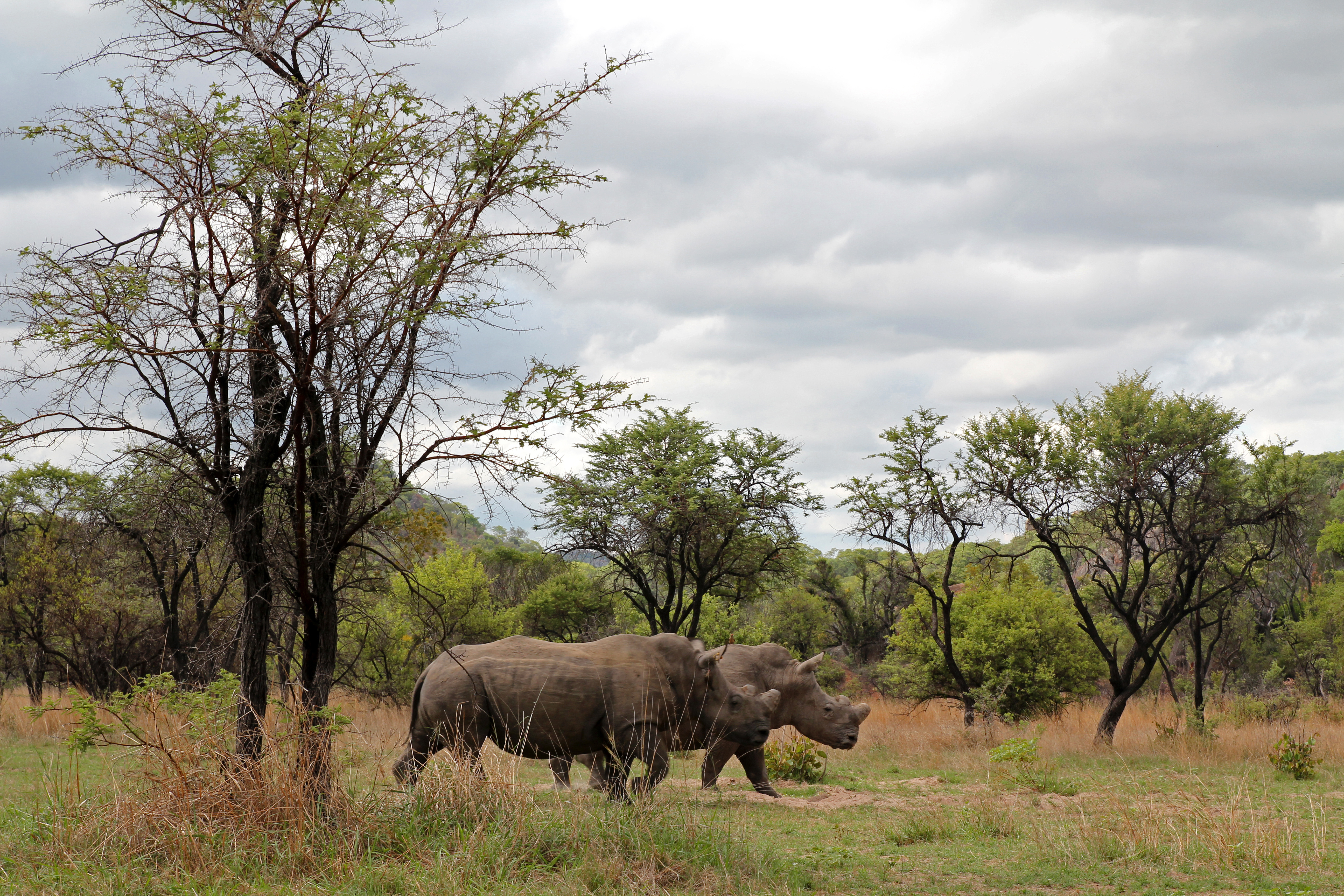 Two white rhinos walking through savanna bushveld, Zimbabwe safari