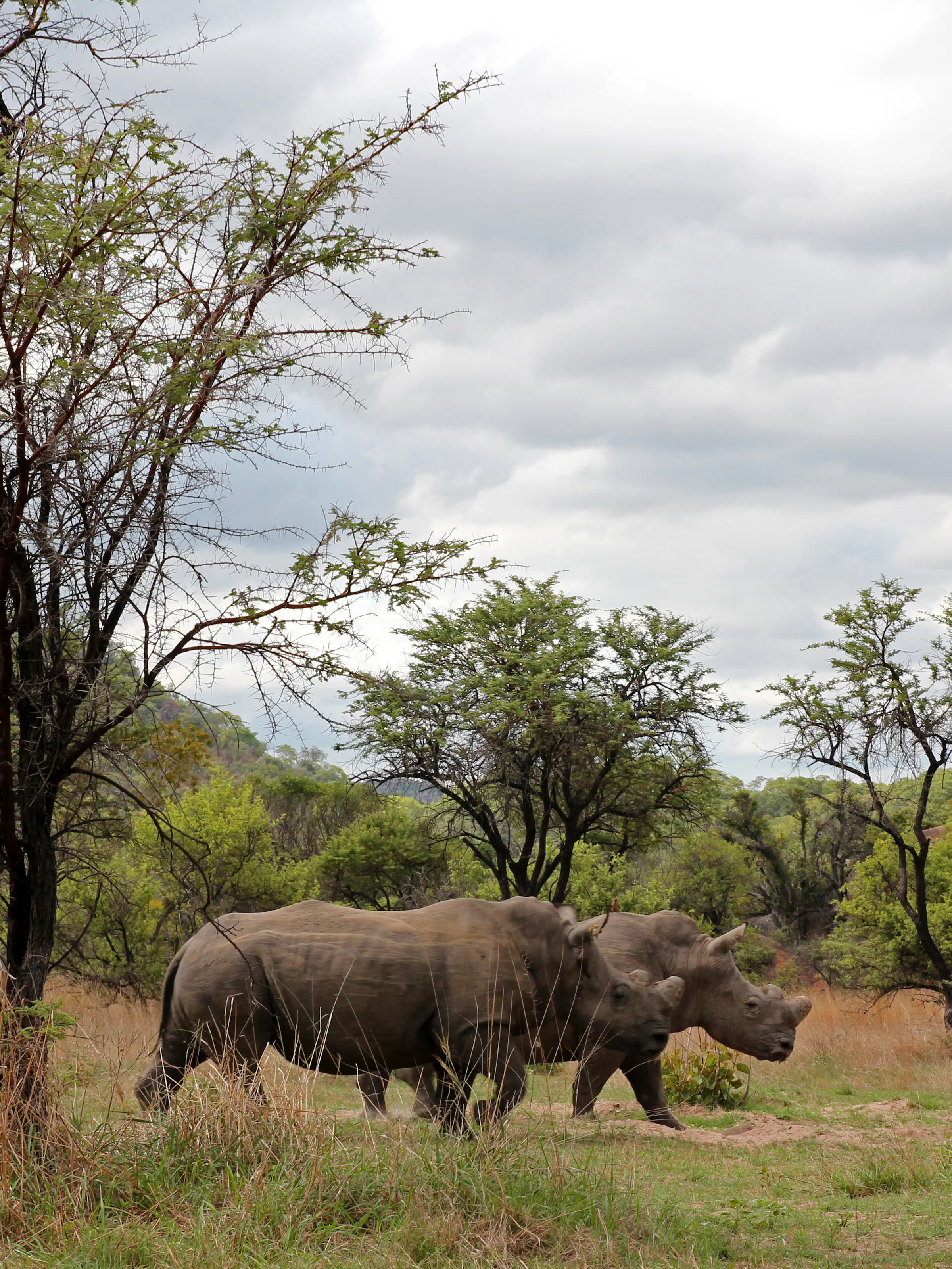 Two white rhinos walking through savanna bushveld, Zimbabwe safari