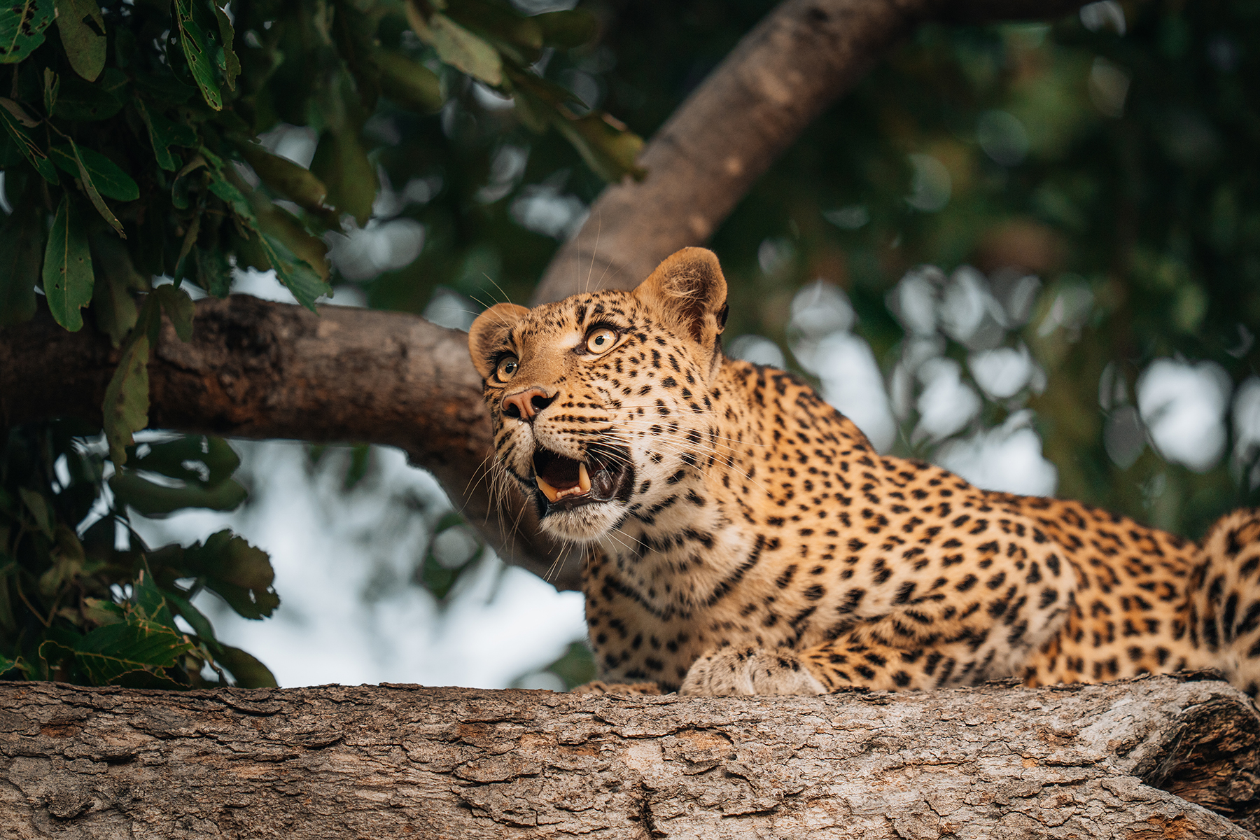 Leopard perched on a tree branch, mouth open, in the Okavango Delta, Botswana.