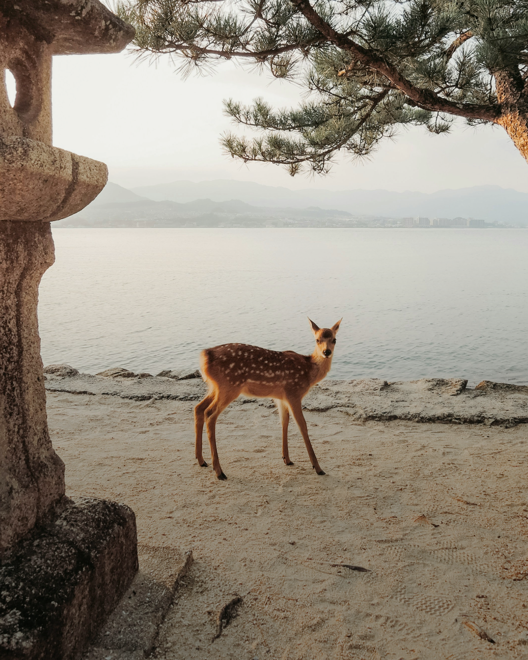 A spotted deer stands on a sandy shoreline beneath pine branches in Japan