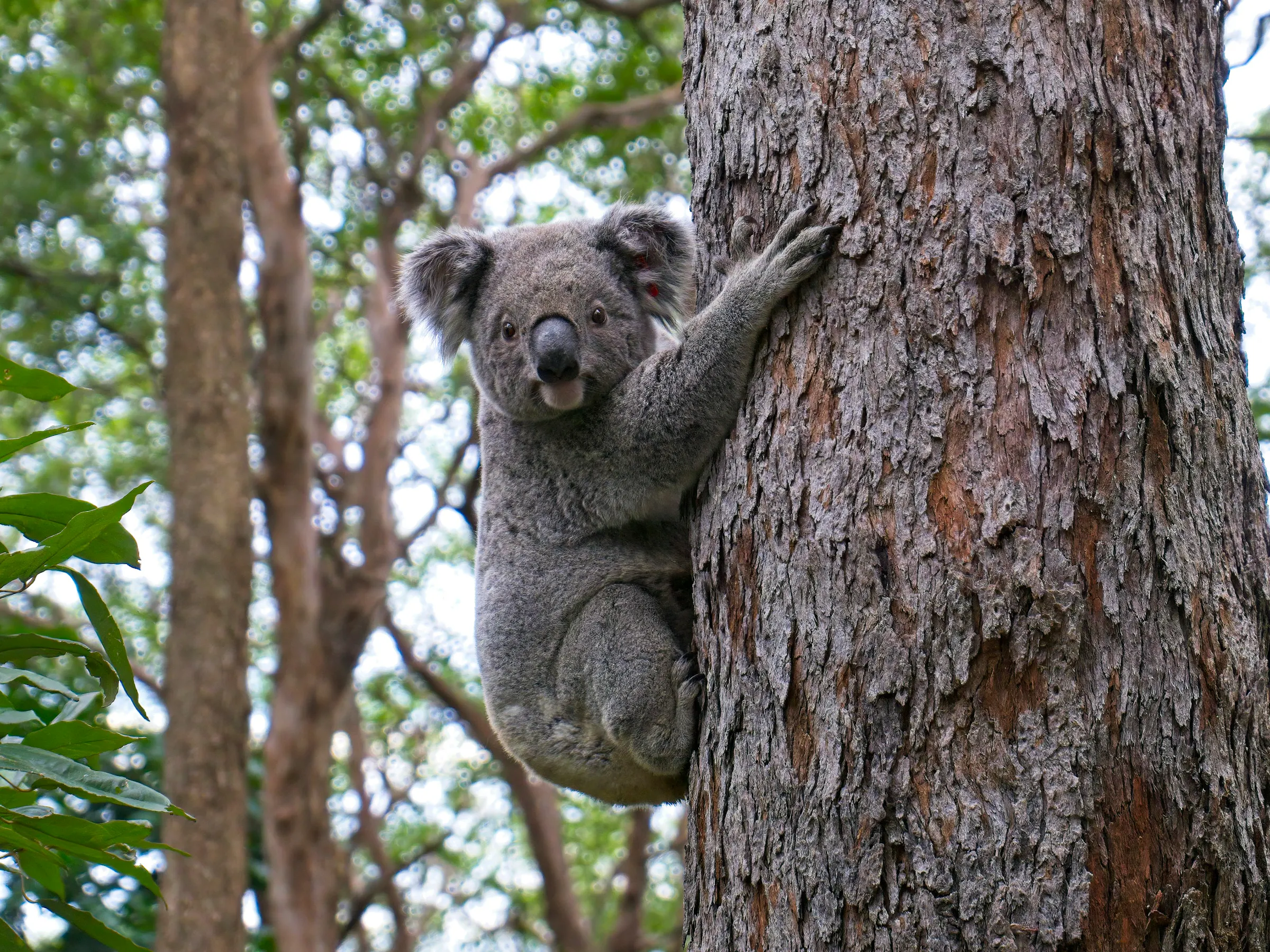 Koala climbing a eucalyptus tree in Victoria, Australia
