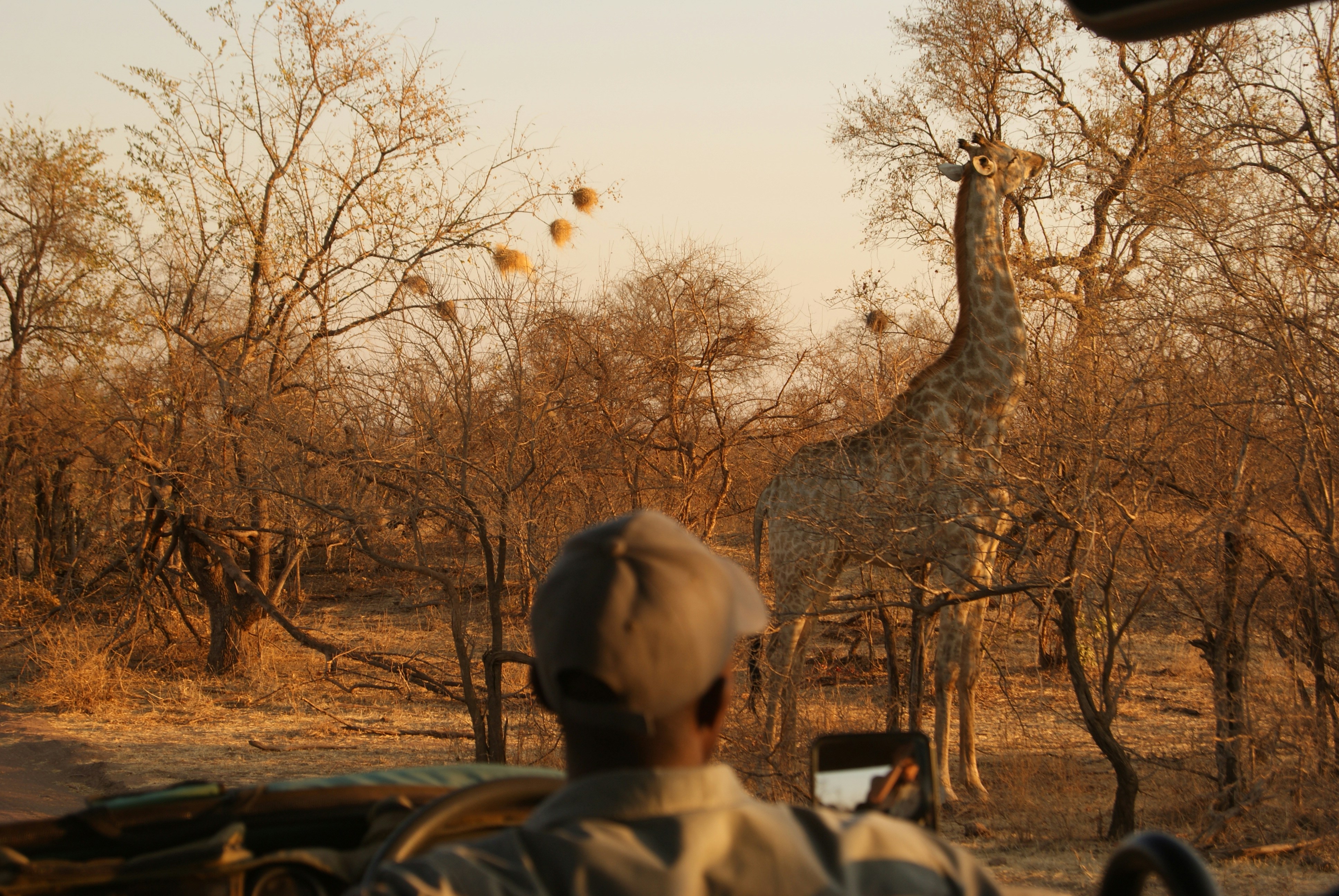 Safari guide watching a giraffe feed in Hwange National Park, Zimbabwe