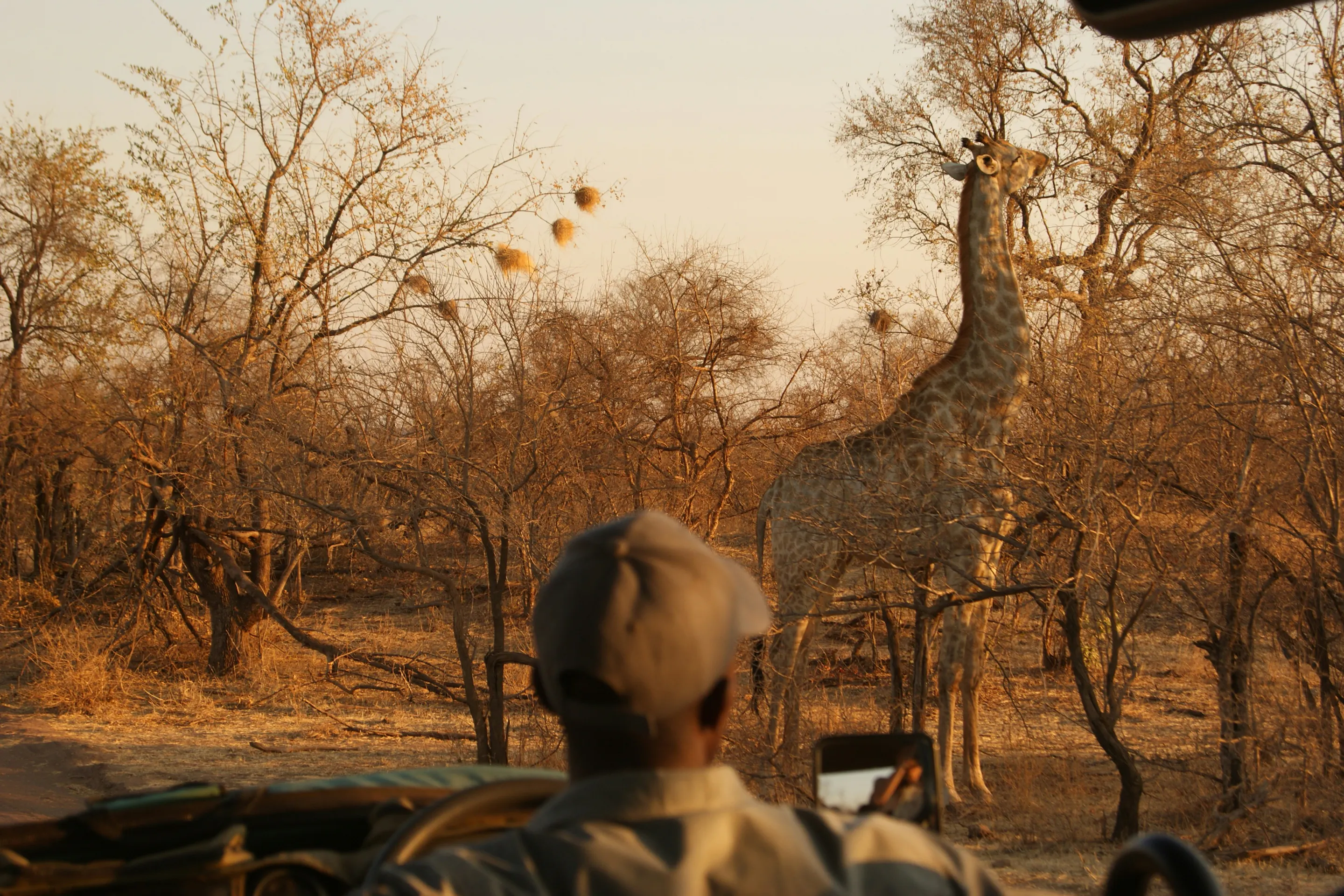 Safari guide watching a giraffe feed in Hwange National Park, Zimbabwe