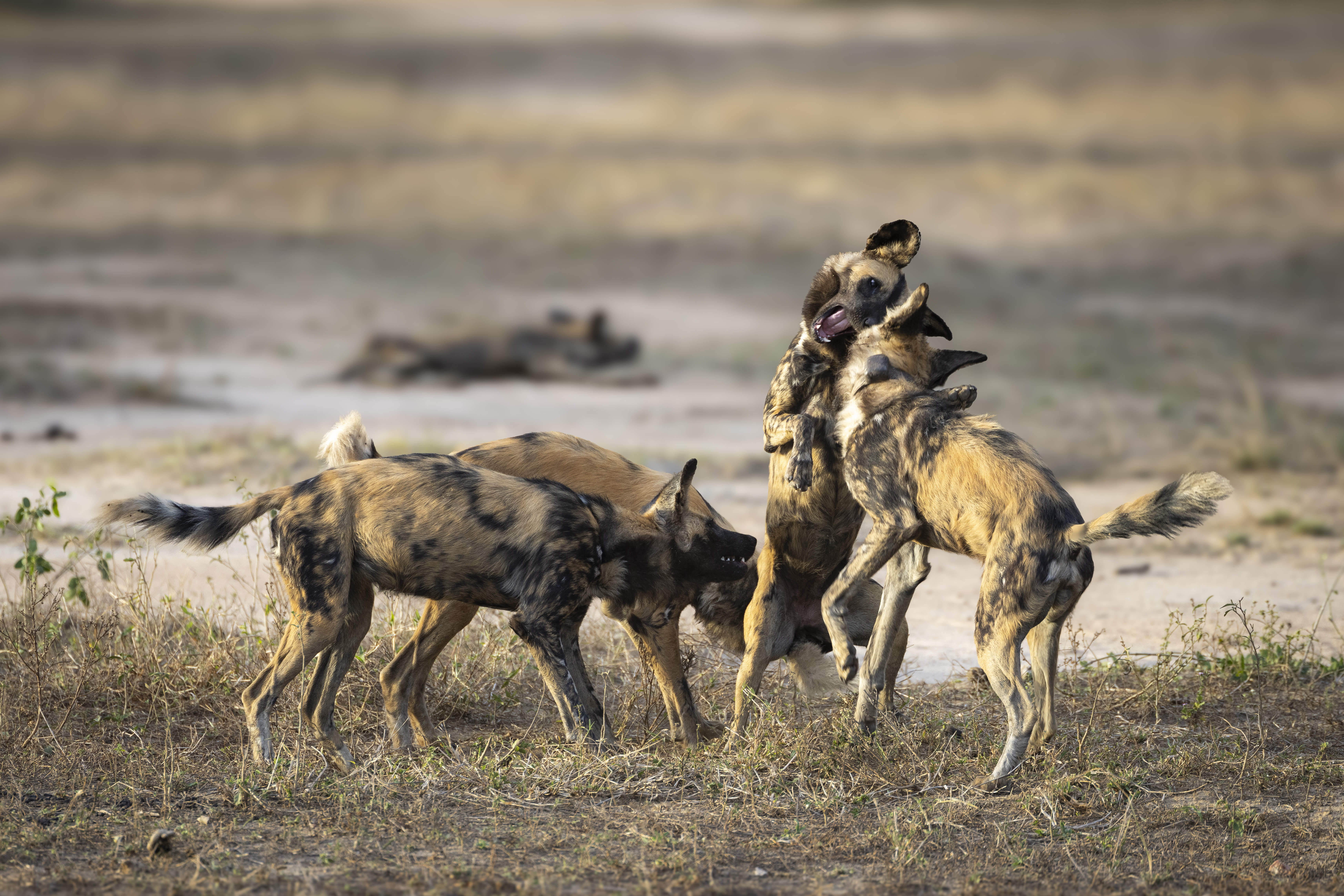 African wild dogs, or sometimes called painted dogs, play together in Gorongosa National Park