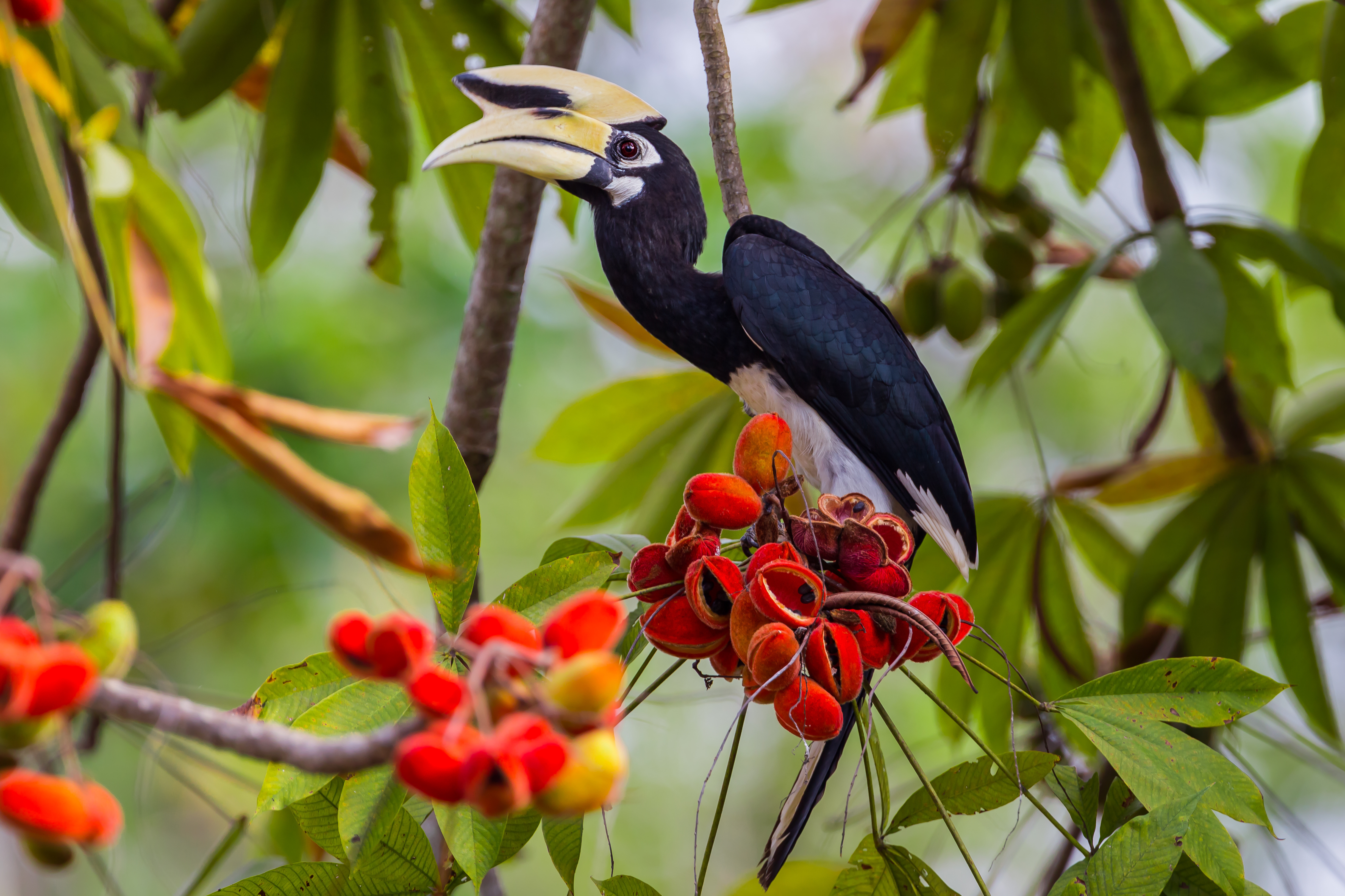 Oriental pied hornbill feeding on red fruits in a Malaysian Borneo jungle