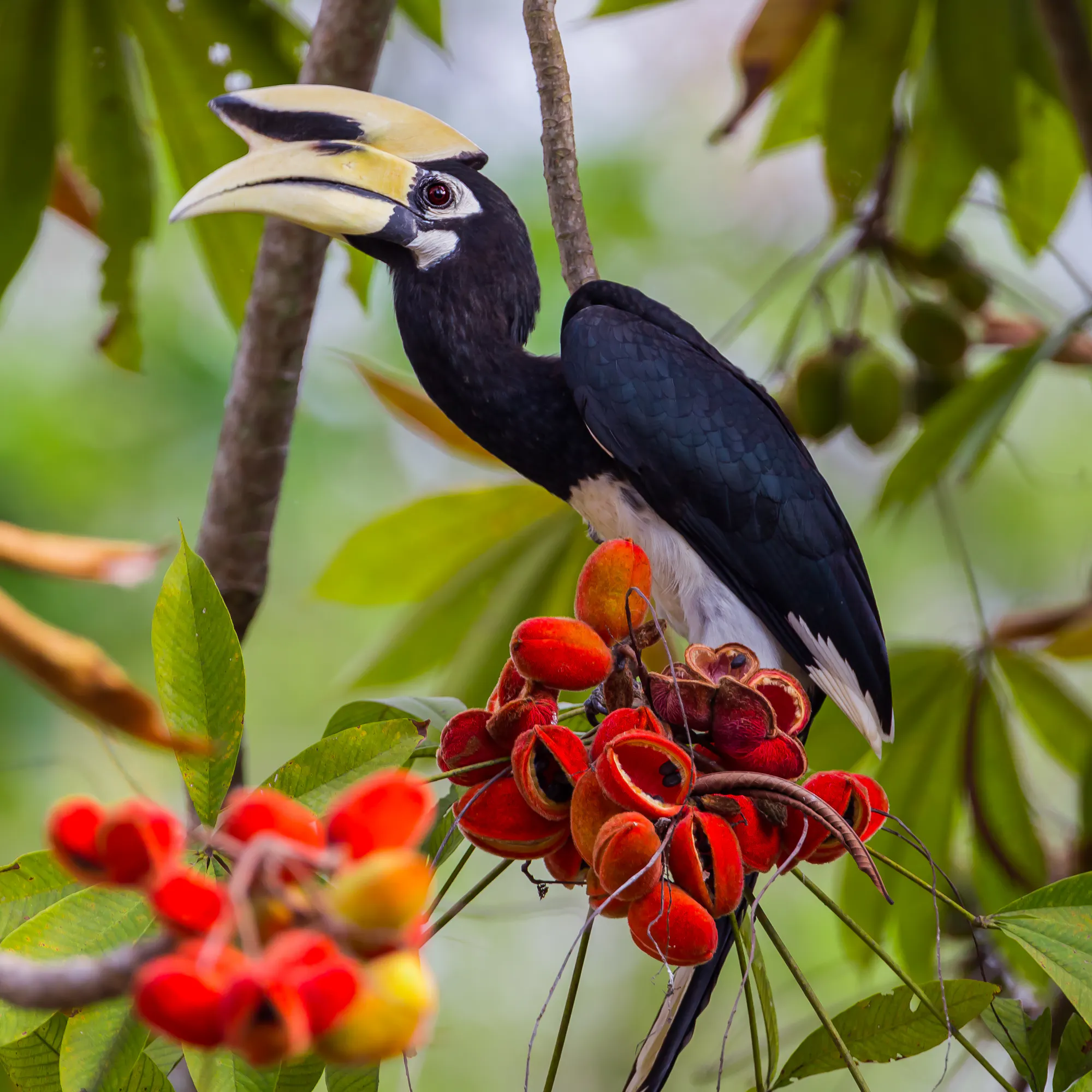 Oriental pied hornbill feeding on red fruits in a Malaysian Borneo jungle