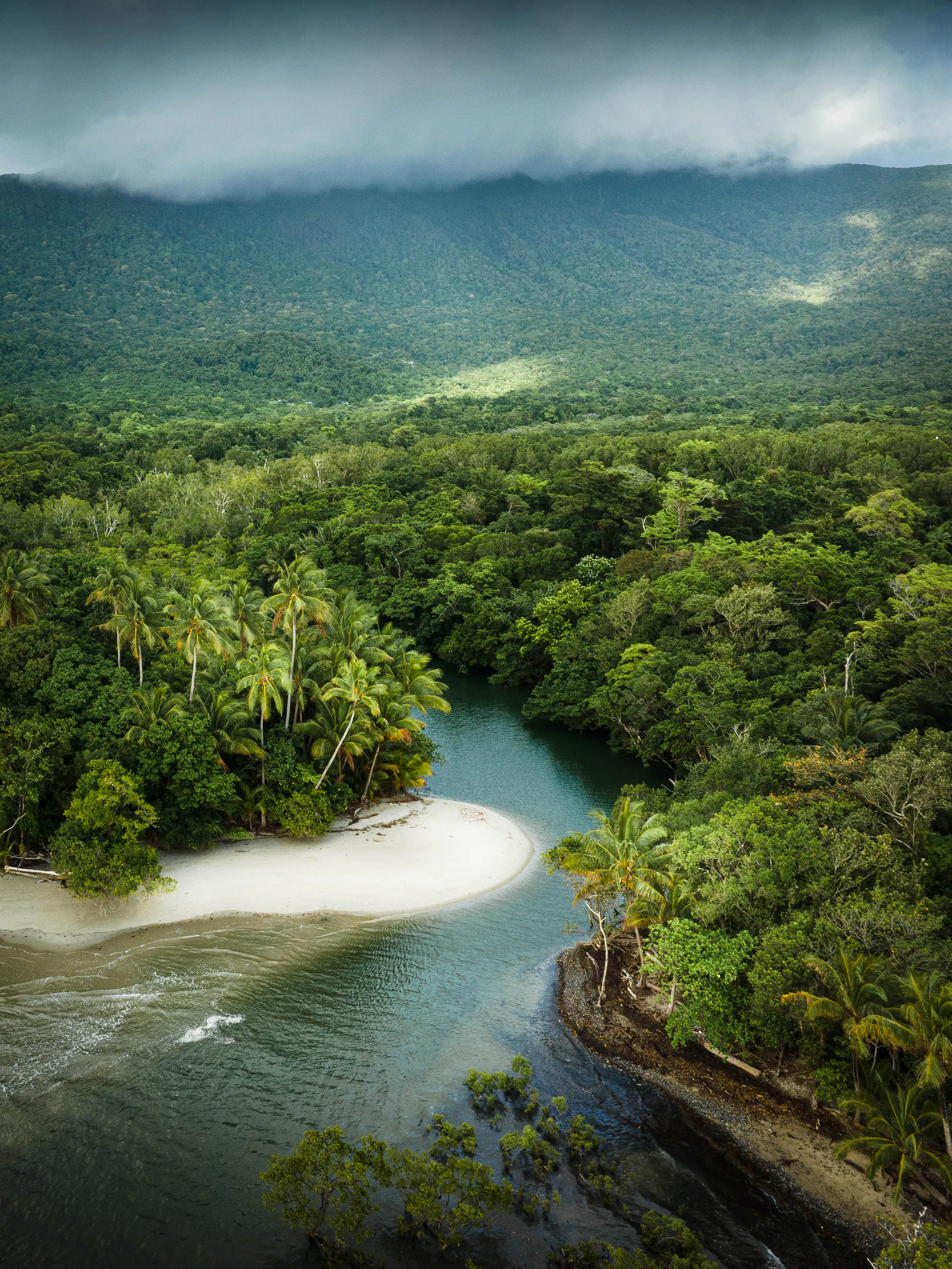Aerial view of river meeting sea, Cape Tribulation Daintree Australia