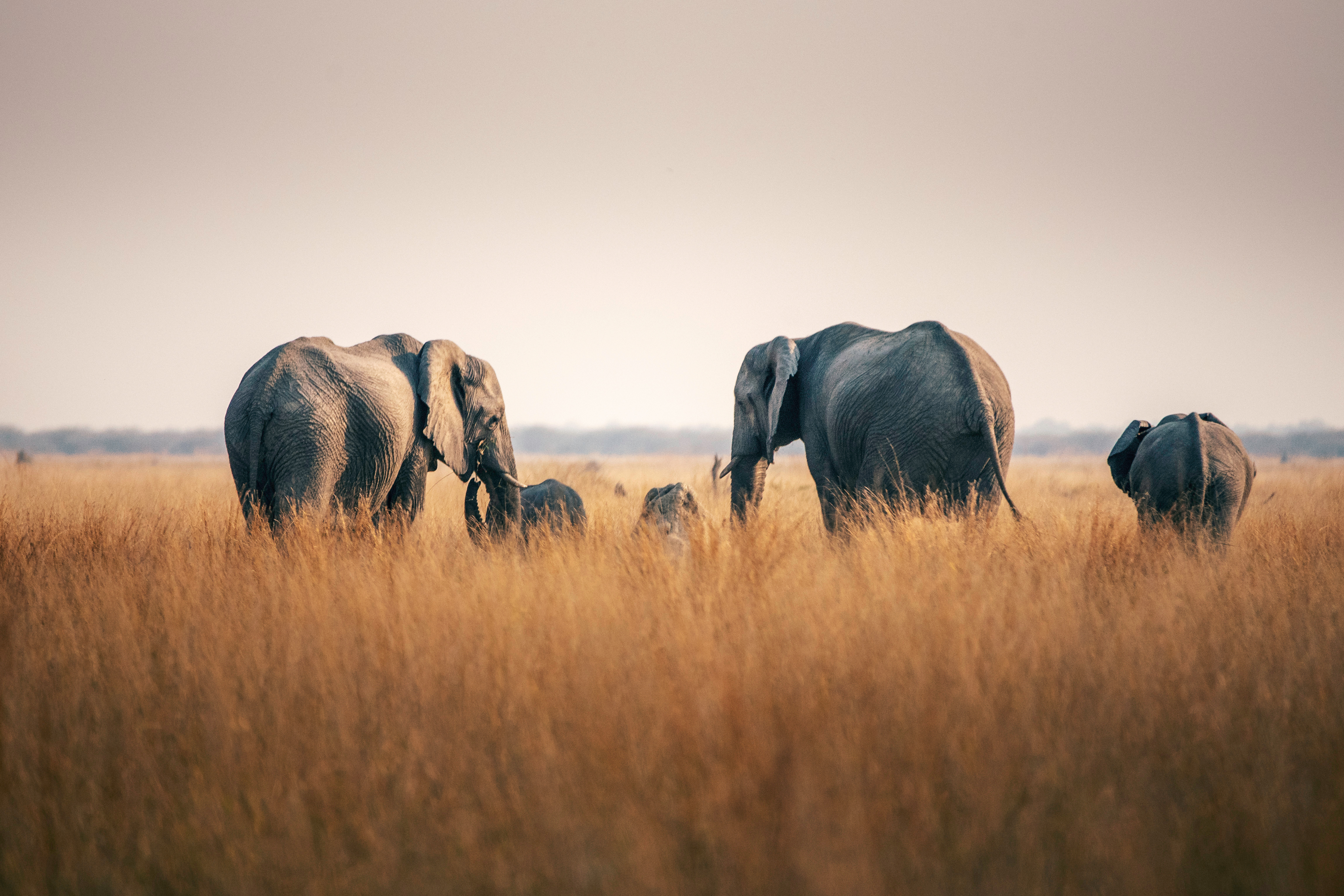 A family of African elephants, including calves, walking through tall golden grass on the savanna.