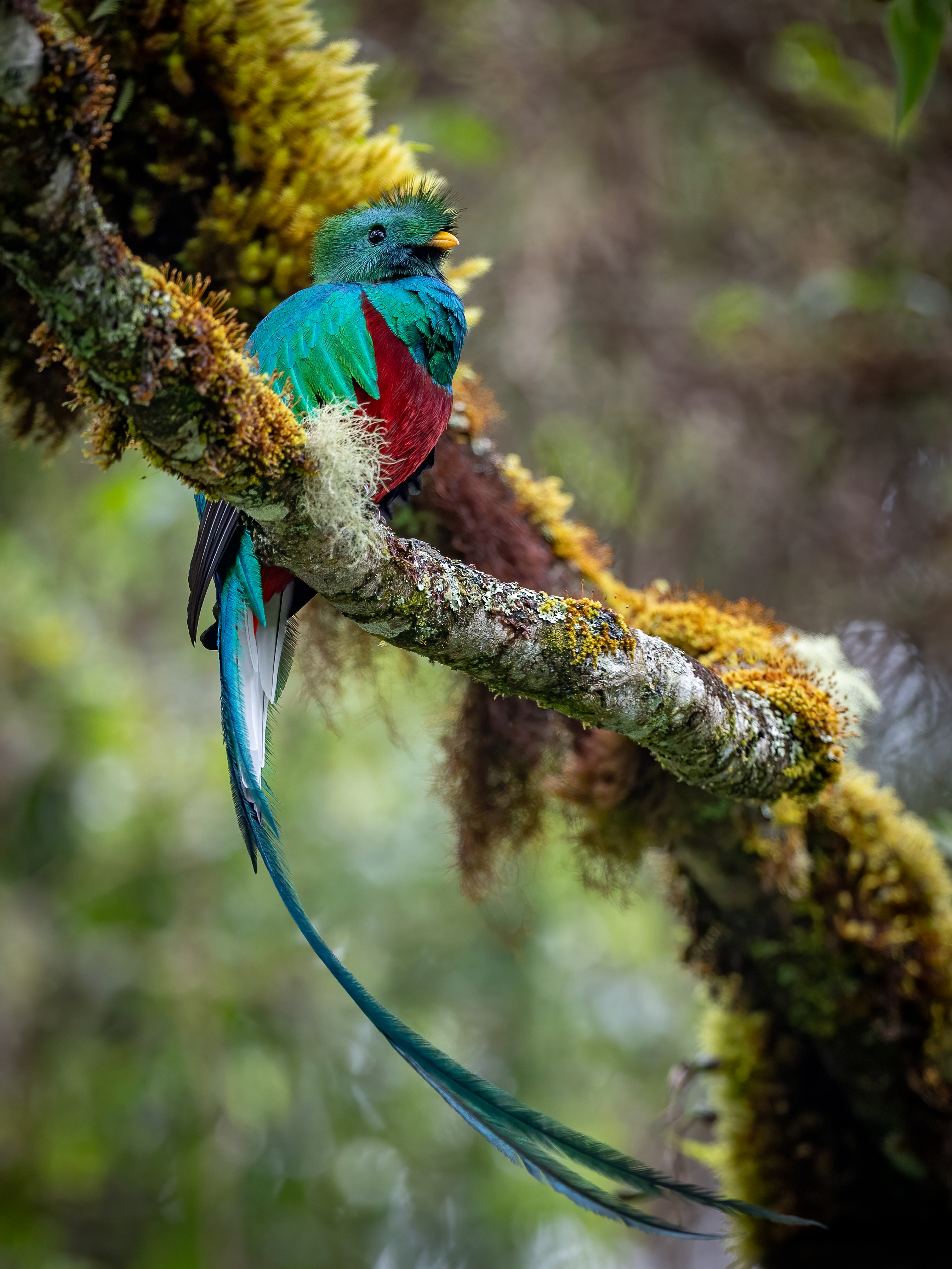 Quetzal bird on a tree branch