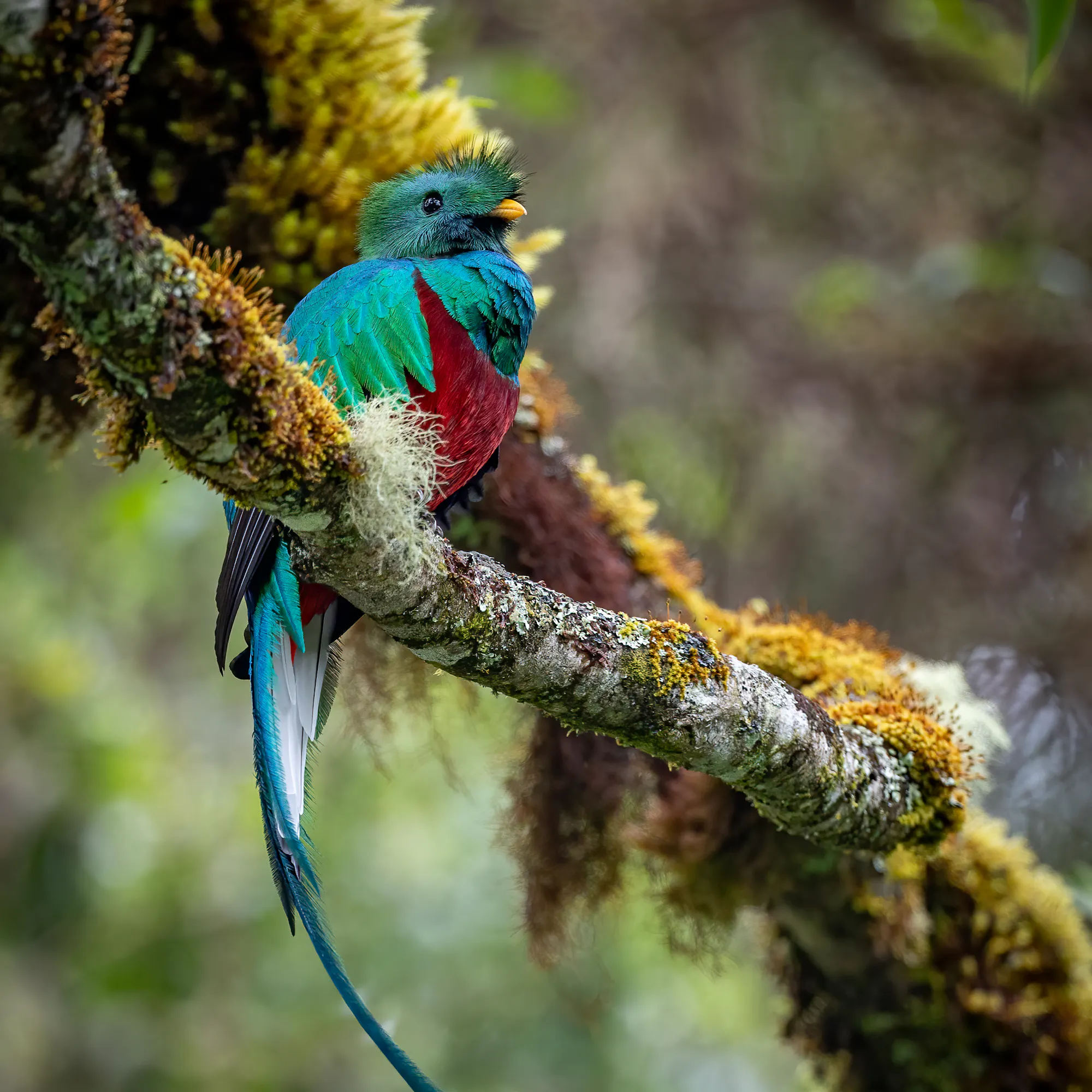 Quetzal bird on a tree branch