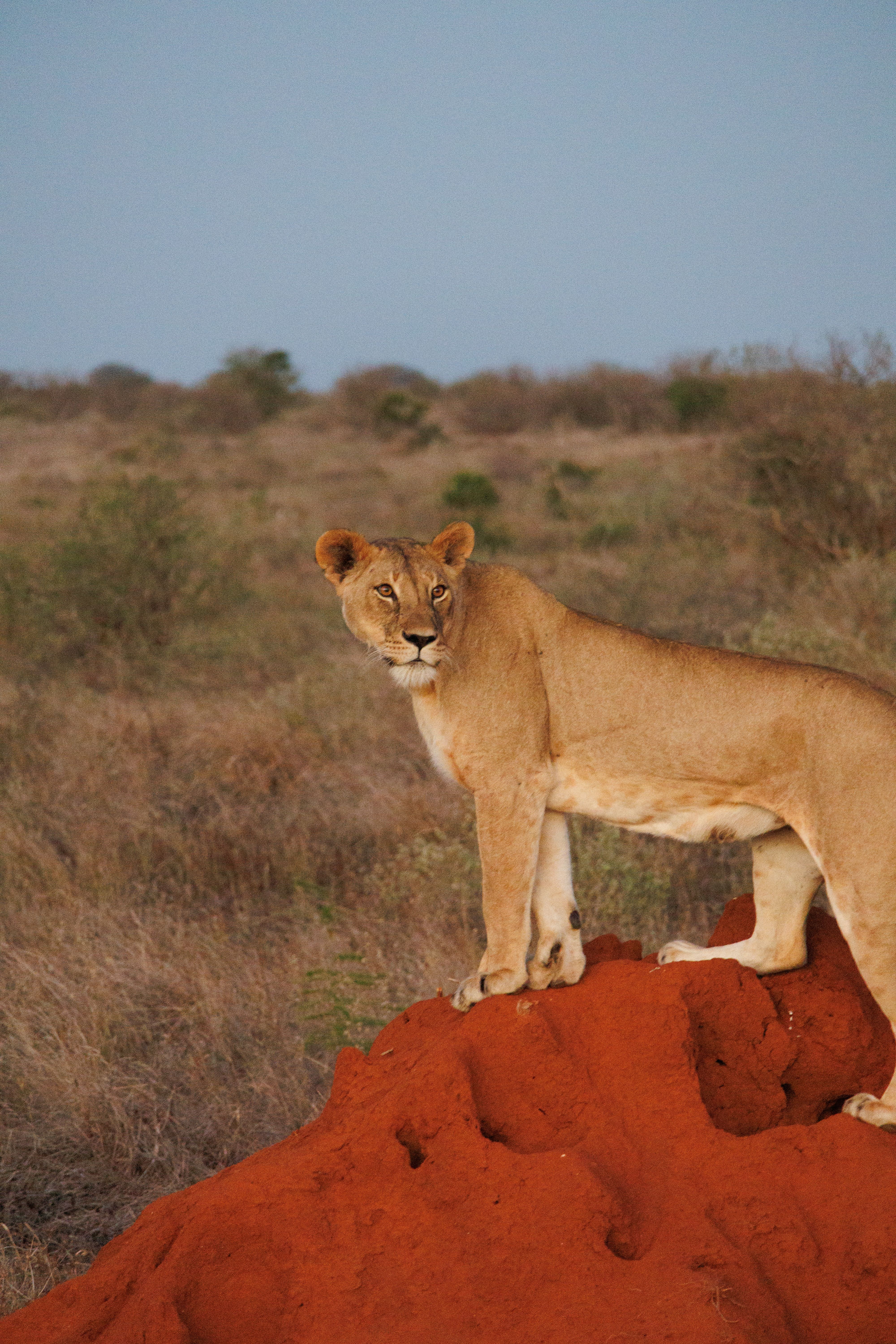 Lioness standing on red termite mound, Tsavo East Kenya safari