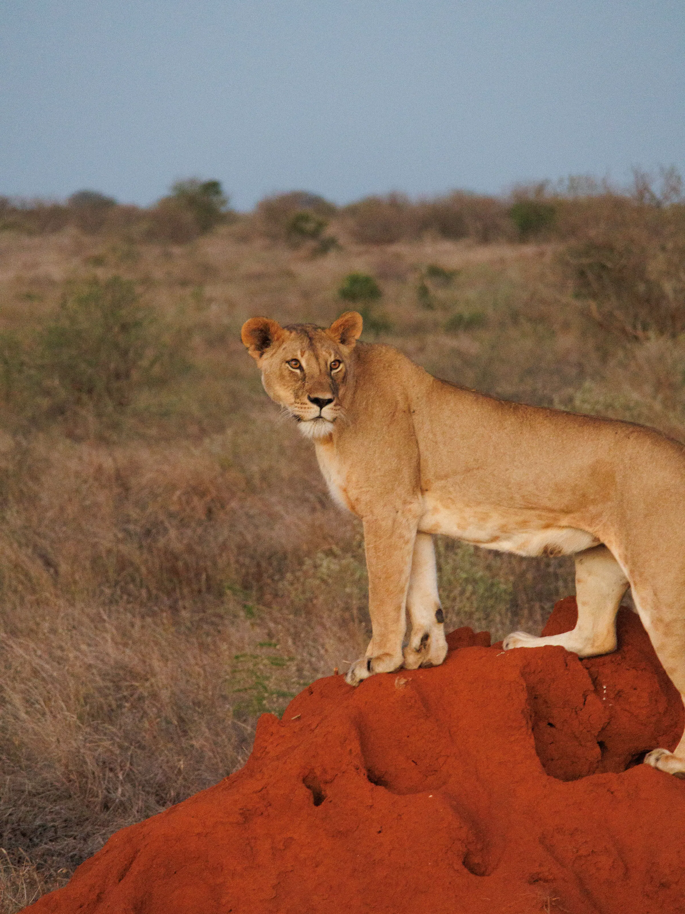 Lioness standing on red termite mound, Tsavo East Kenya safari