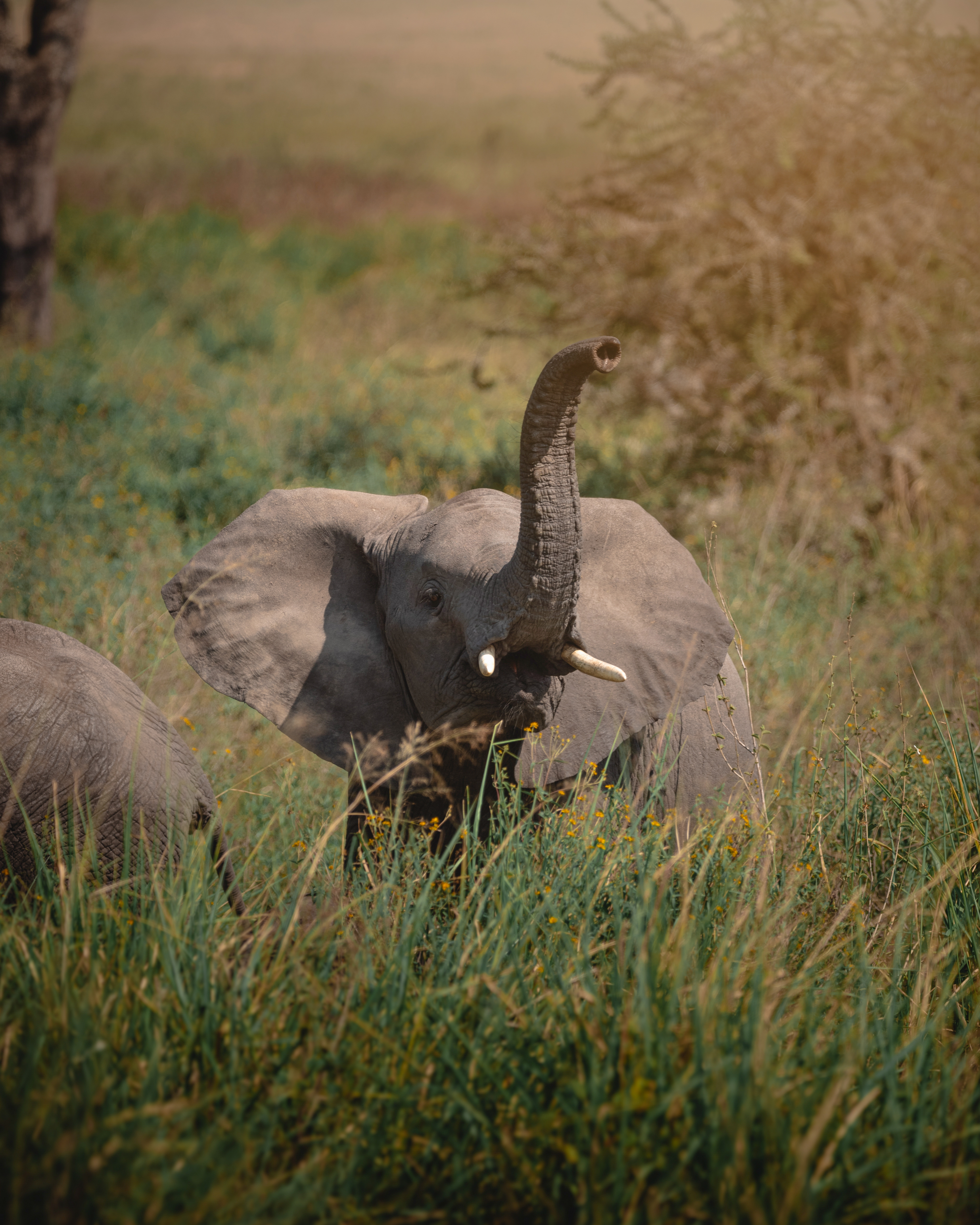 Elephants crossing shallow river through Ruaha acacia woodland, Tanzania