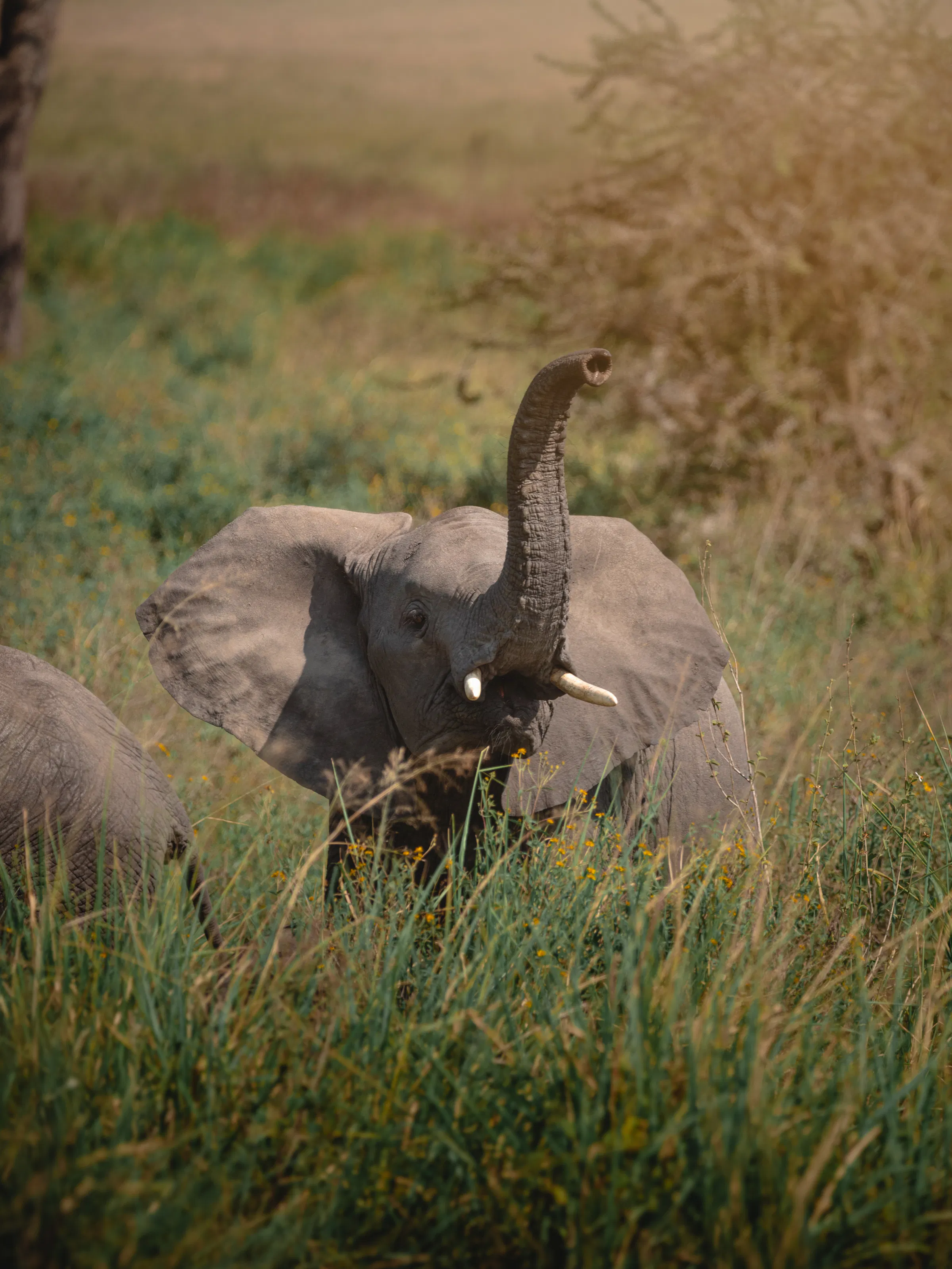 Elephants crossing shallow river through Ruaha acacia woodland, Tanzania