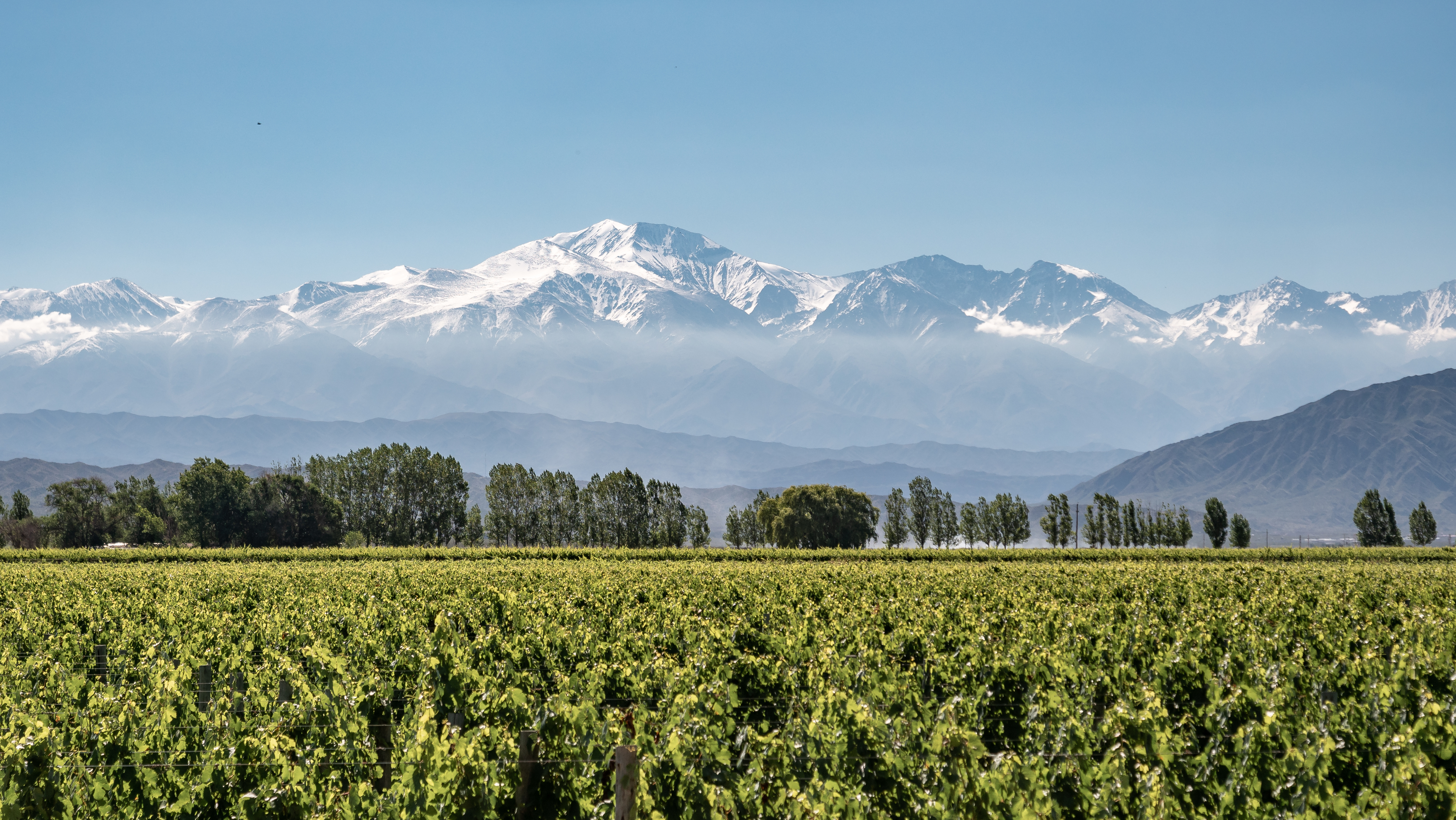 Malbec vineyard with snow-capped Andes mountains, Mendoza Argentina