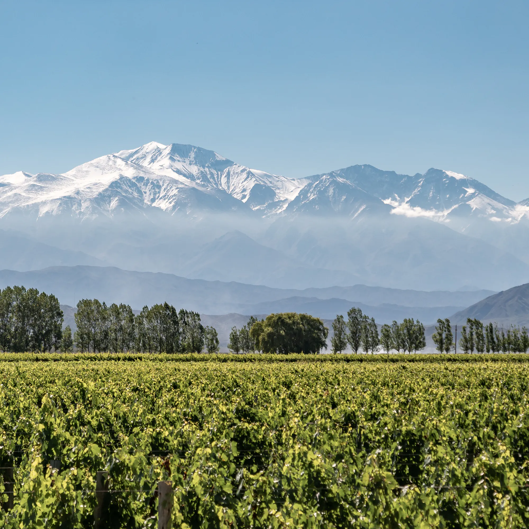 Malbec vineyard with snow-capped Andes mountains, Mendoza Argentina