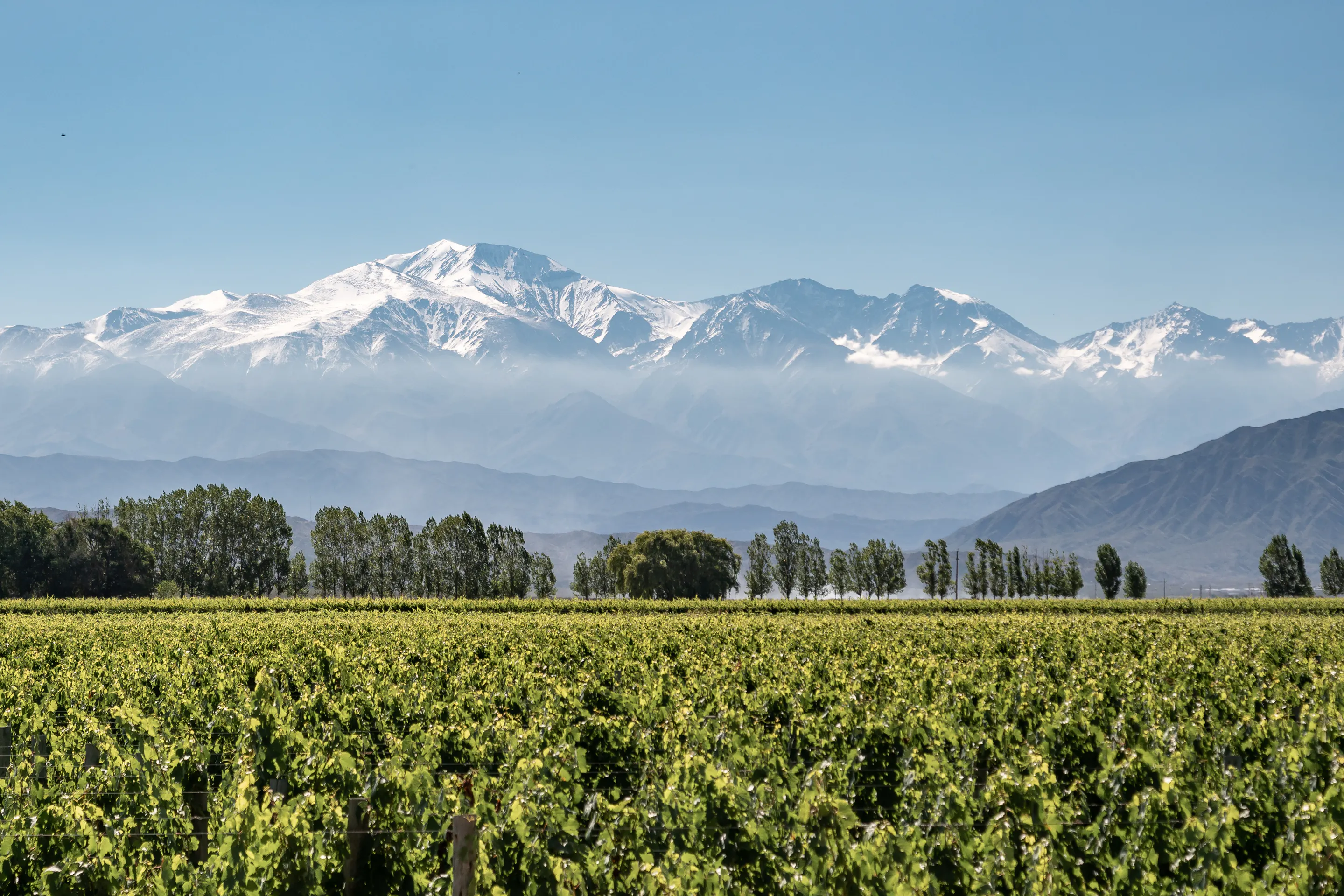 Malbec vineyard with snow-capped Andes mountains, Mendoza Argentina