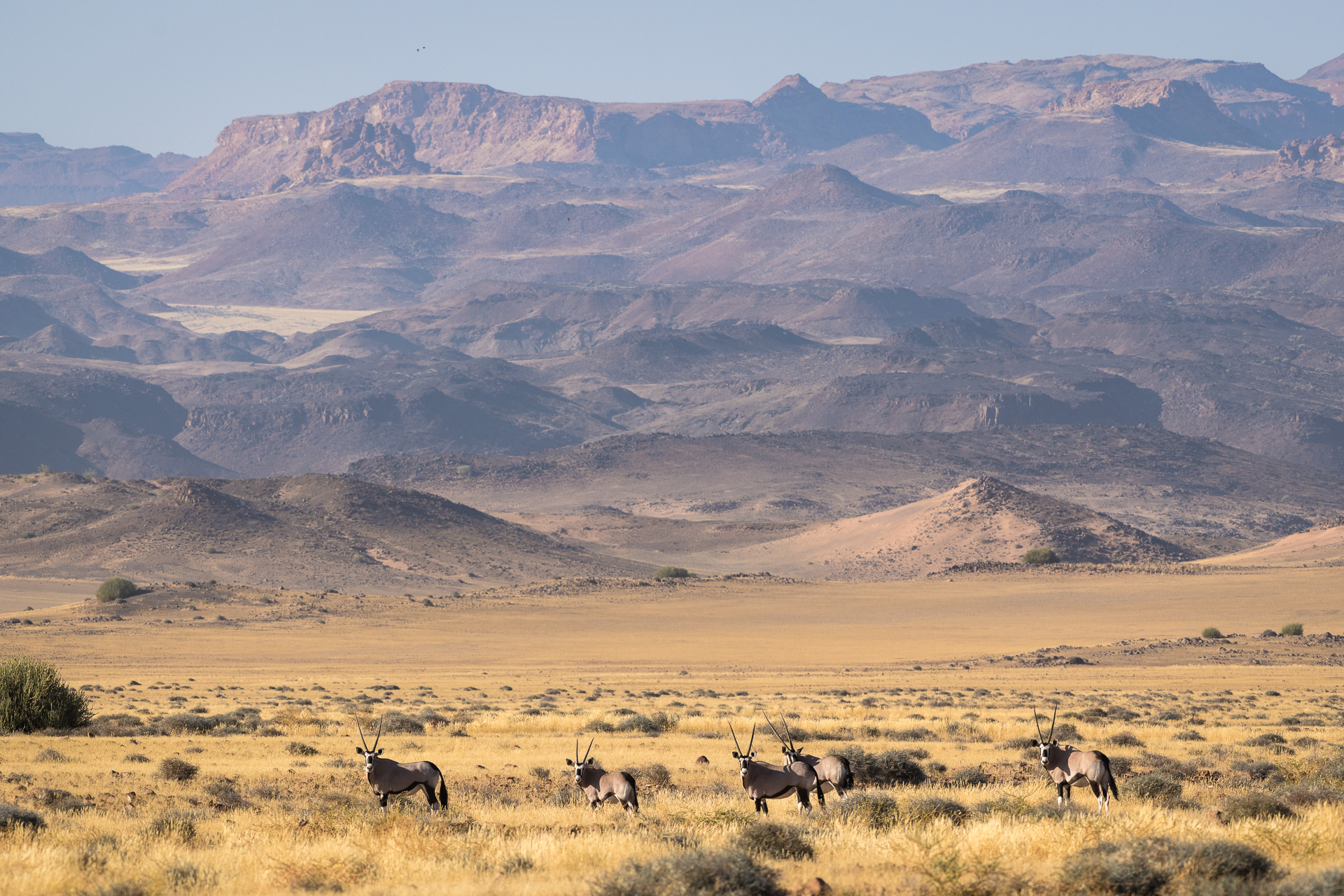Herd of oryx antelope grazing in front of rugged mountains in Damaraland, Namibia