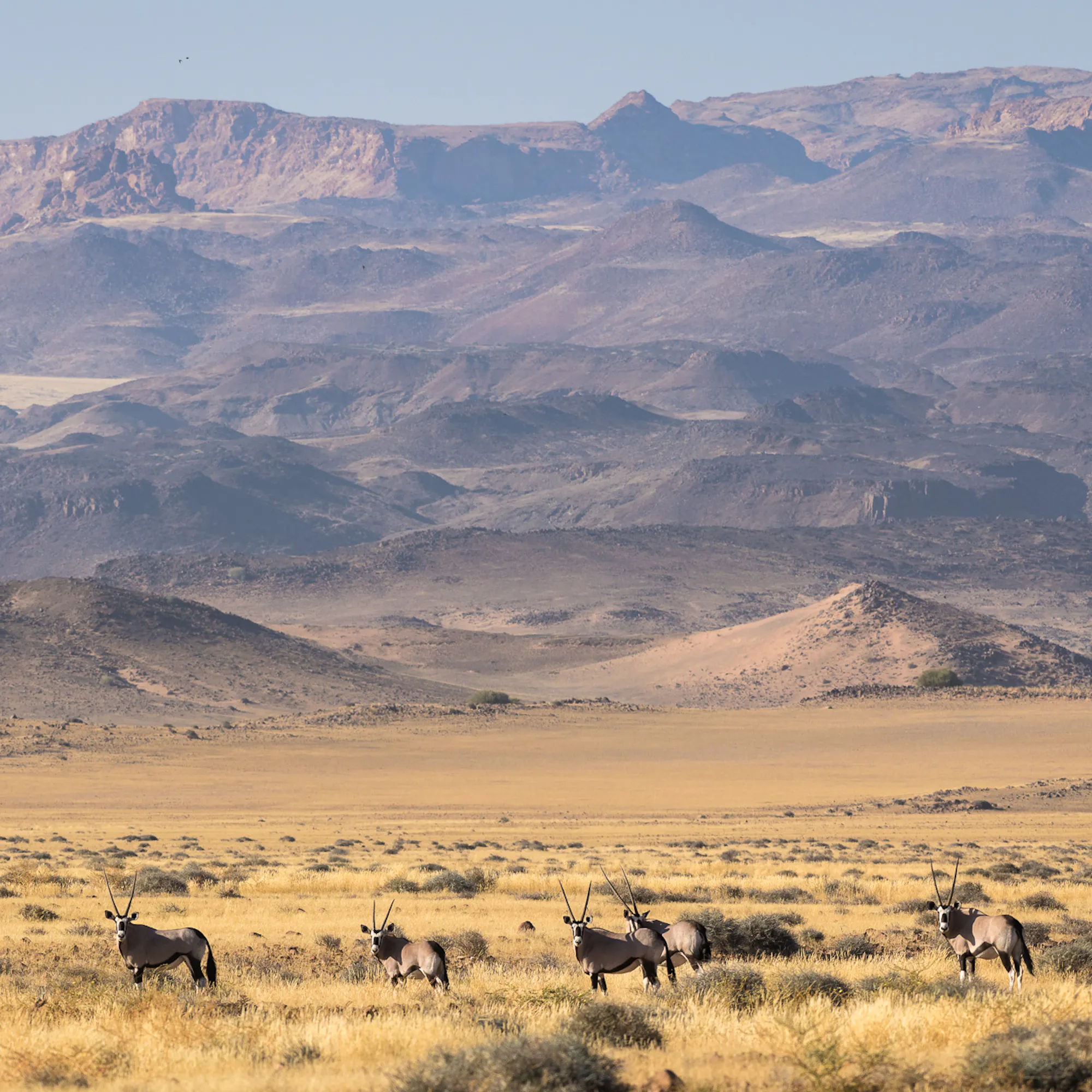 Herd of oryx antelope grazing in front of rugged mountains in Damaraland, Namibia