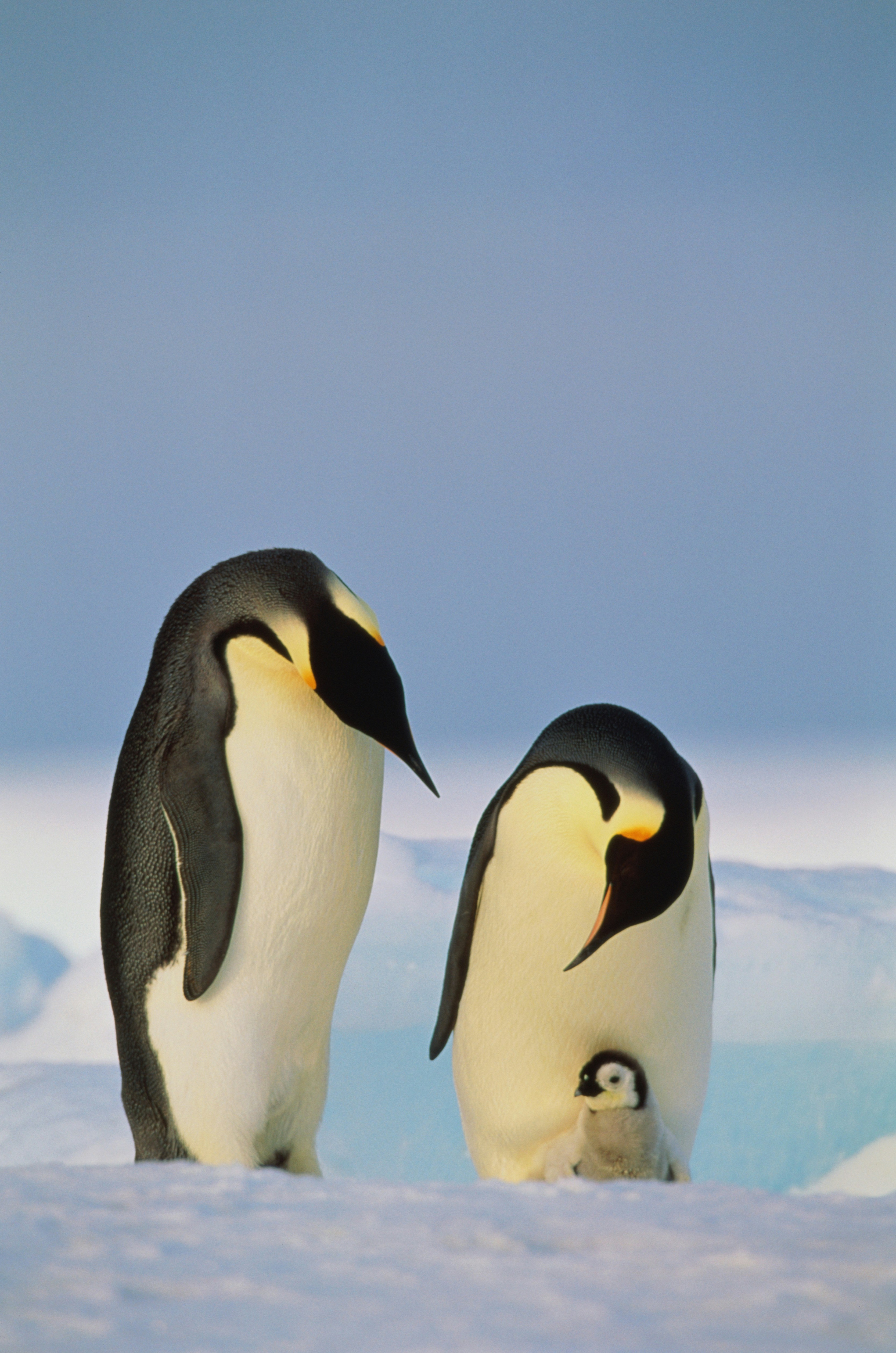 Emperor penguin parents with chick on the ice in Antarctica