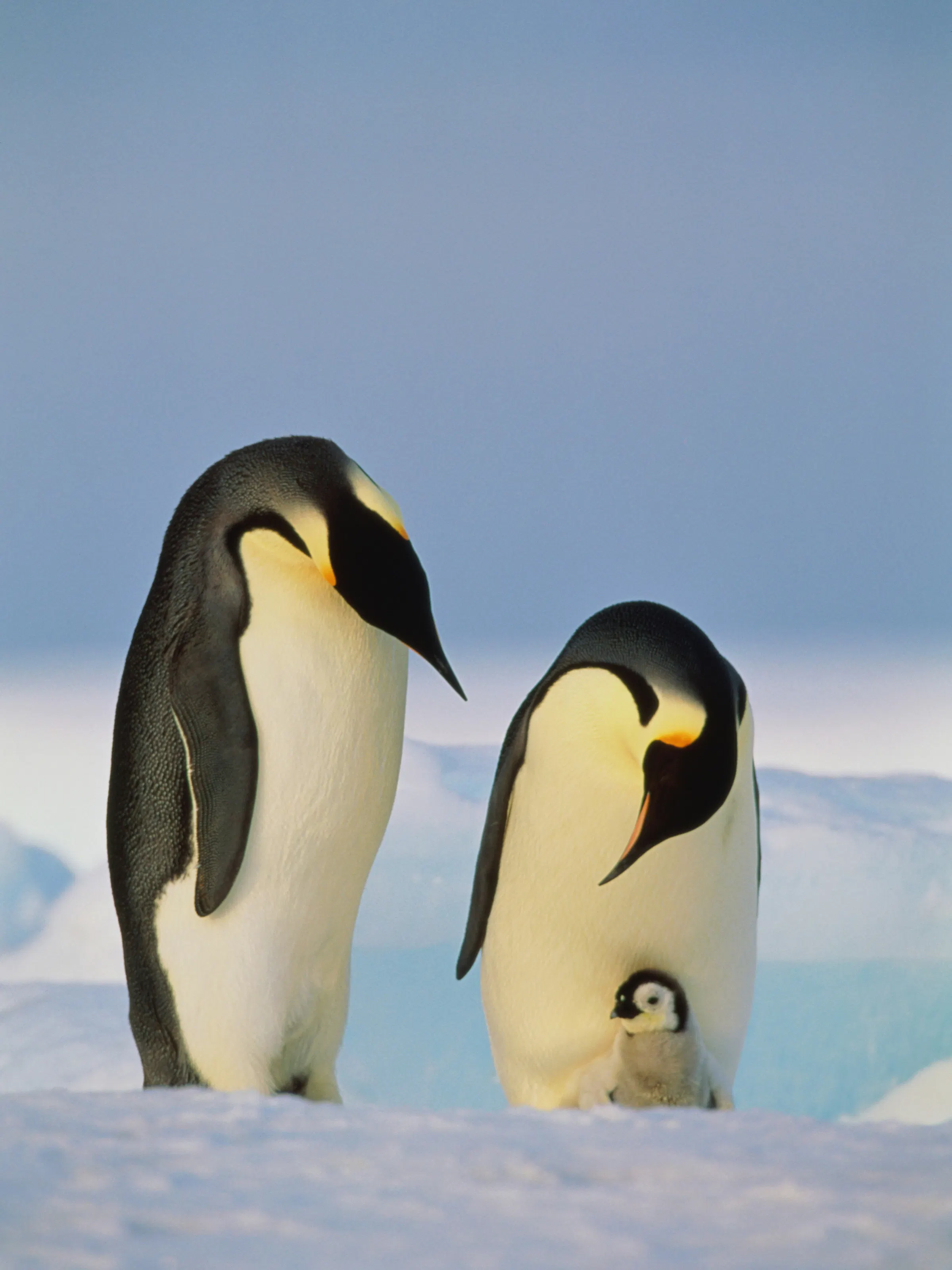 Emperor penguin parents with chick on the ice in Antarctica