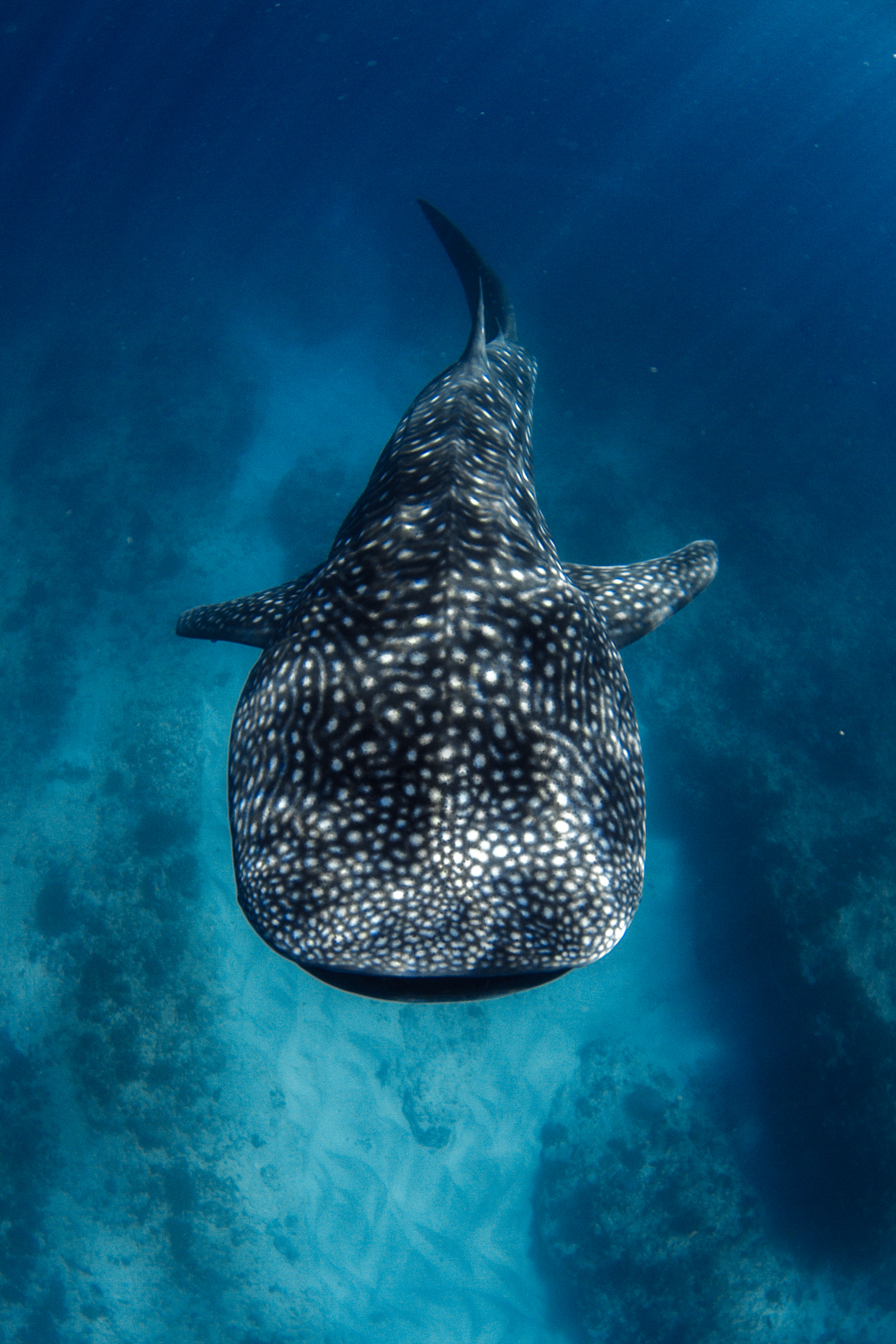 Whale shark swimming through blue water off Inhambane, Mozambique