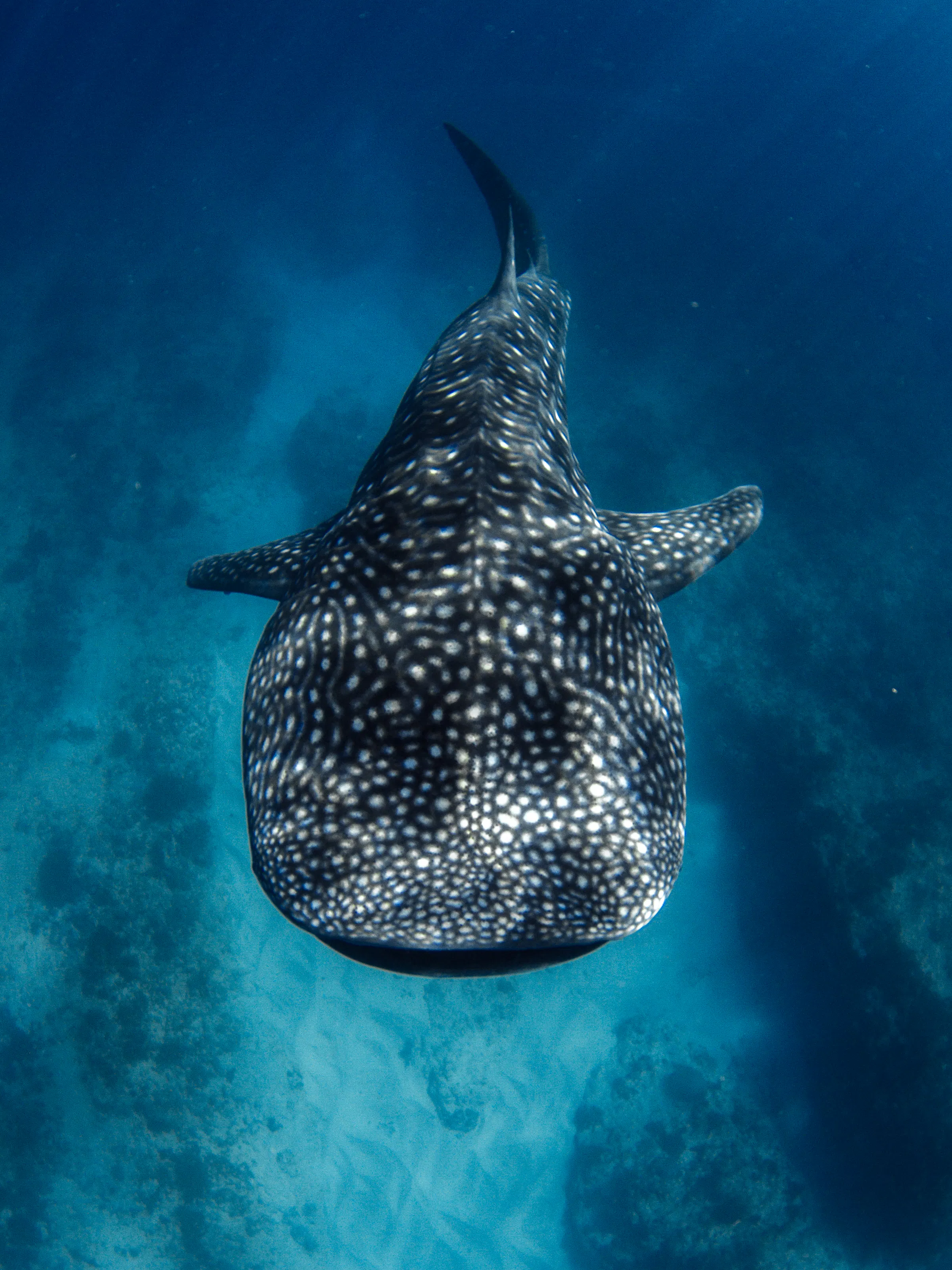 Whale shark swimming through blue water off Inhambane, Mozambique