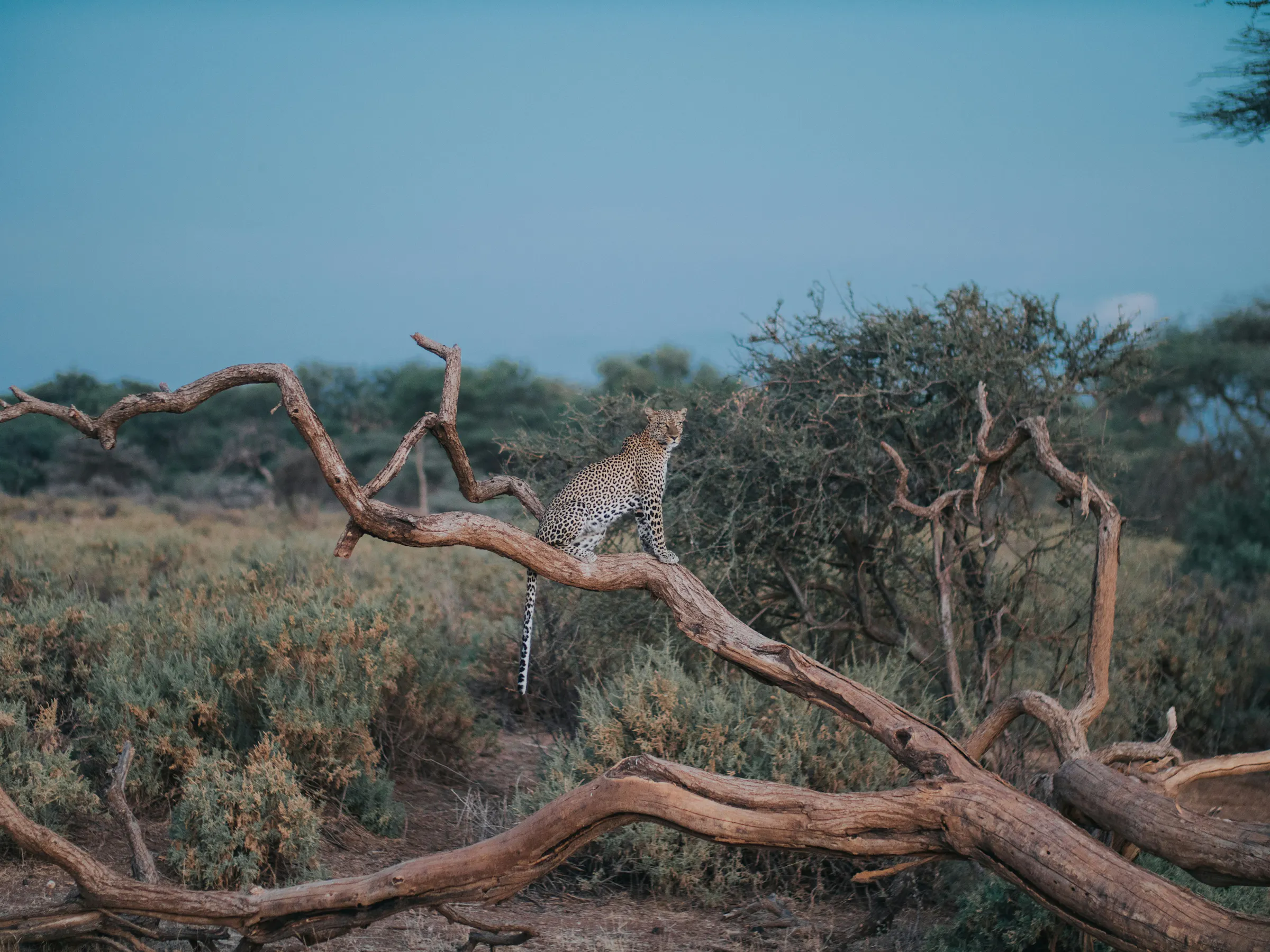 Leopard perched on fallen dead tree, Samburu Kenya safari